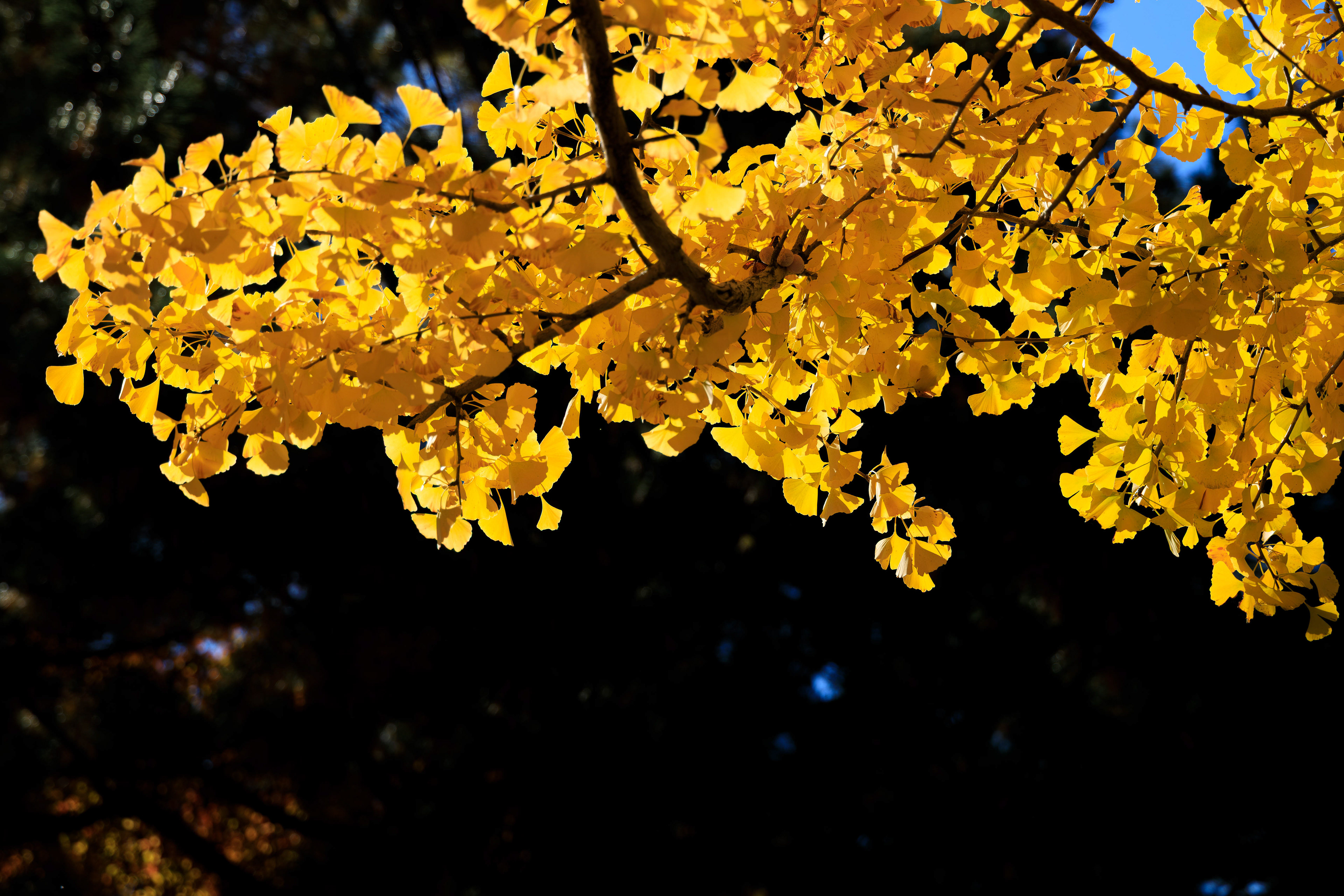 Canon EOS R +  RF24-105mm, ISO100 F4 1/500sec 0EV