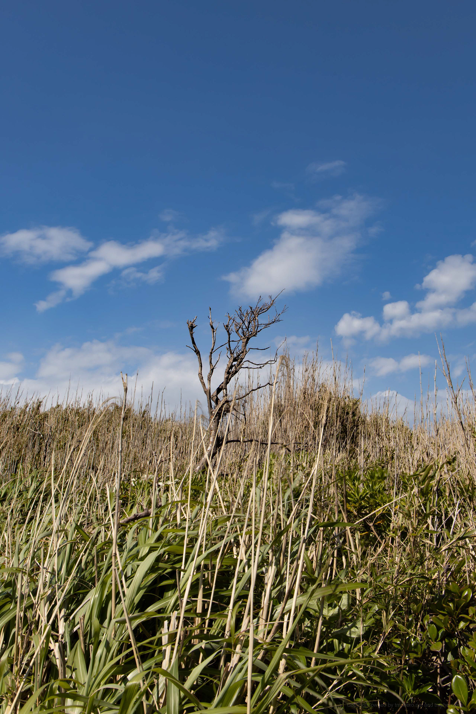 Canon R + RF24-105mm, ISO100 F16 1/80 0EV