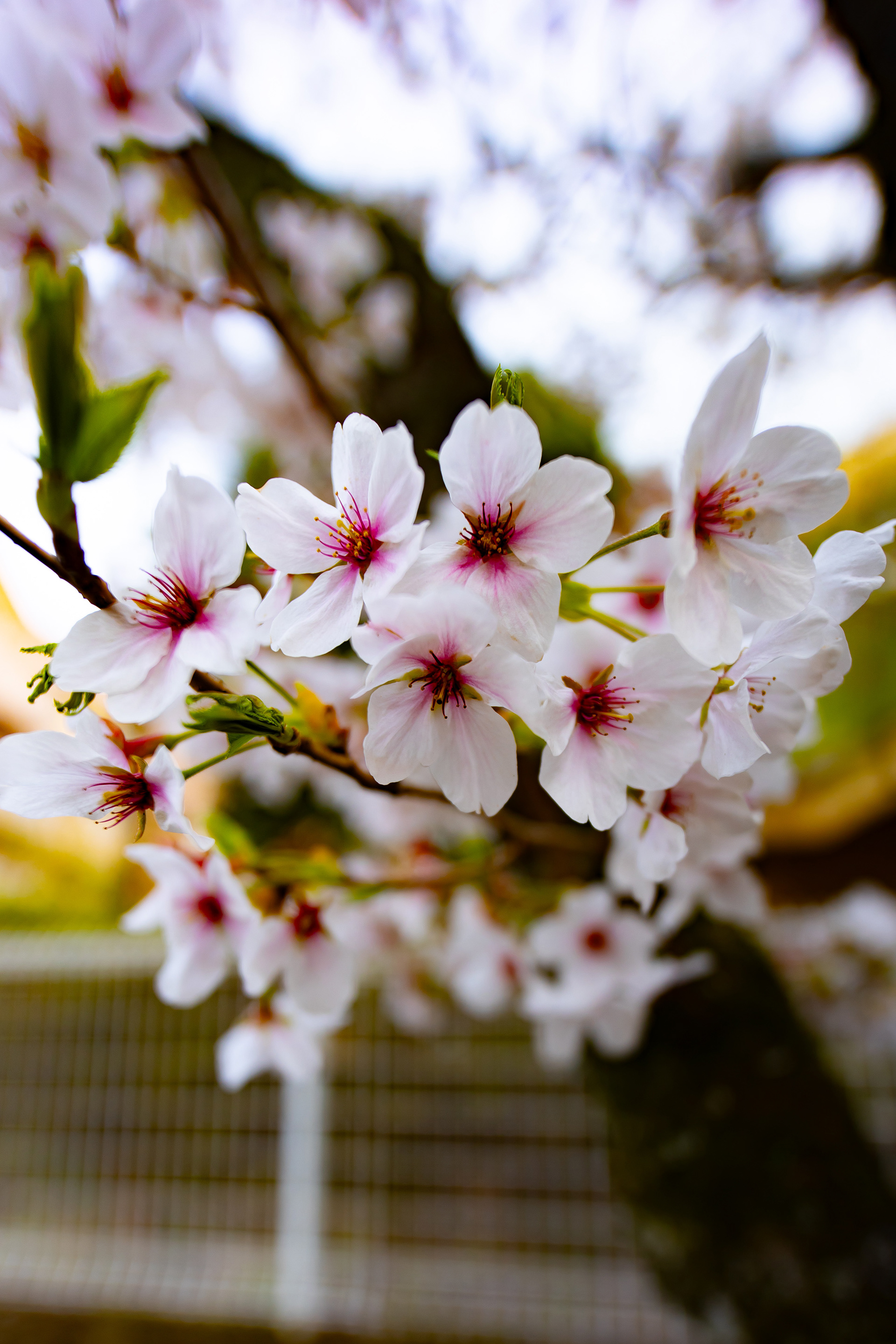 Canon EOS R +  LAOWA 15mm F2 Zero-D, ISO100 F2 1/250 0EV