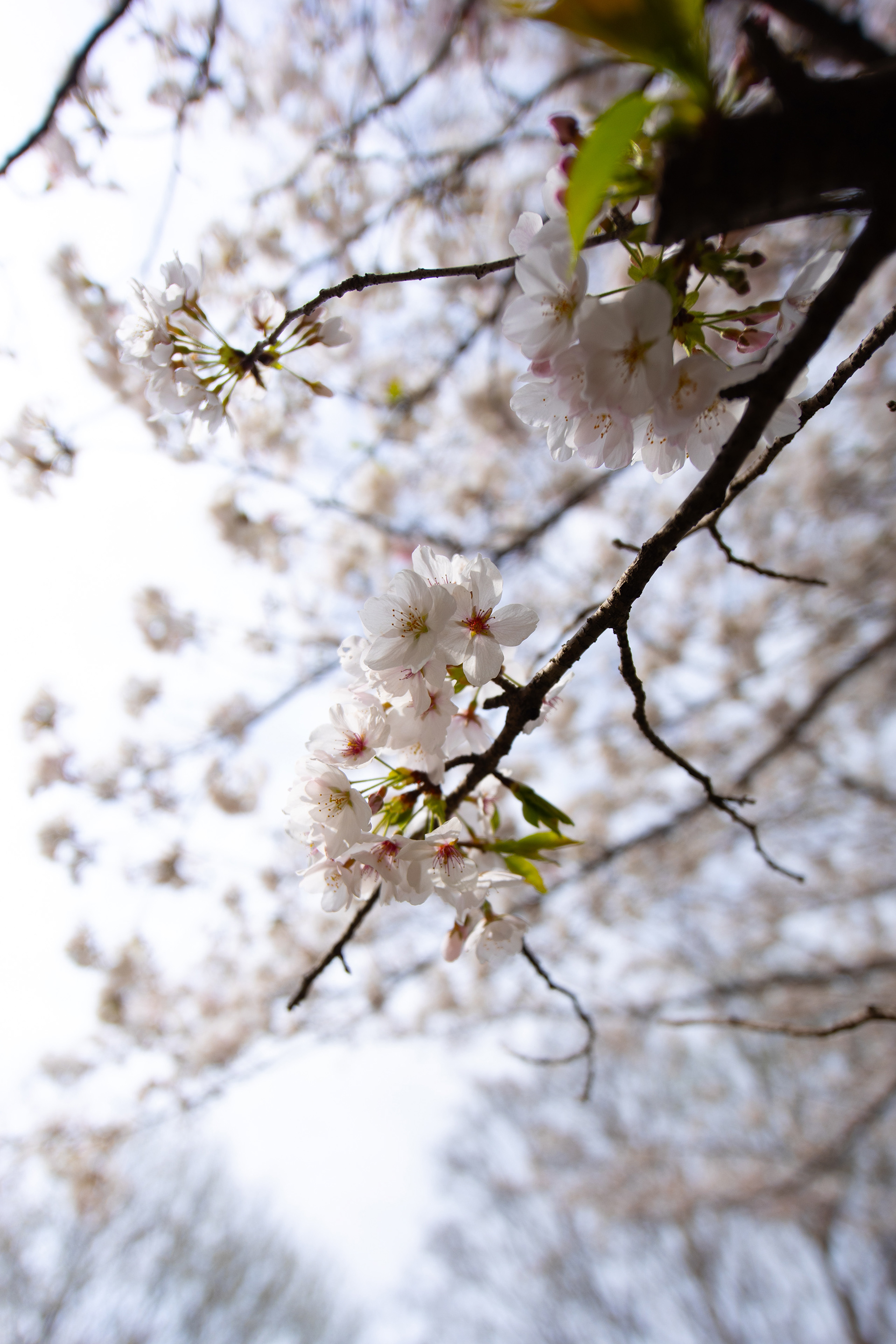 Canon EOS R +  LAOWA 15mm F2 Zero-D, ISO100 F2 1/2000 0EV