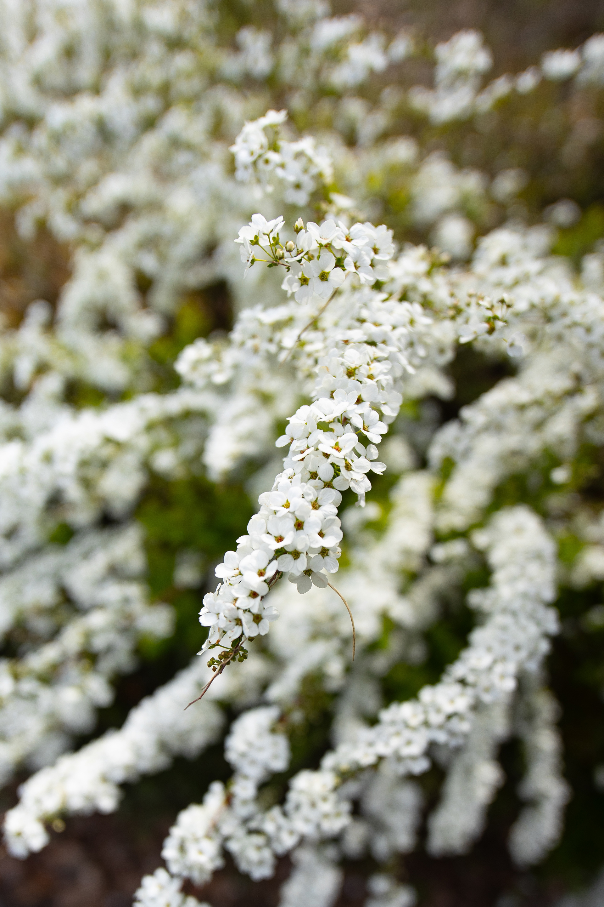 Canon EOS R +  LAOWA 15mm F2 Zero-D, ISO100 F2 1/2000 0EV