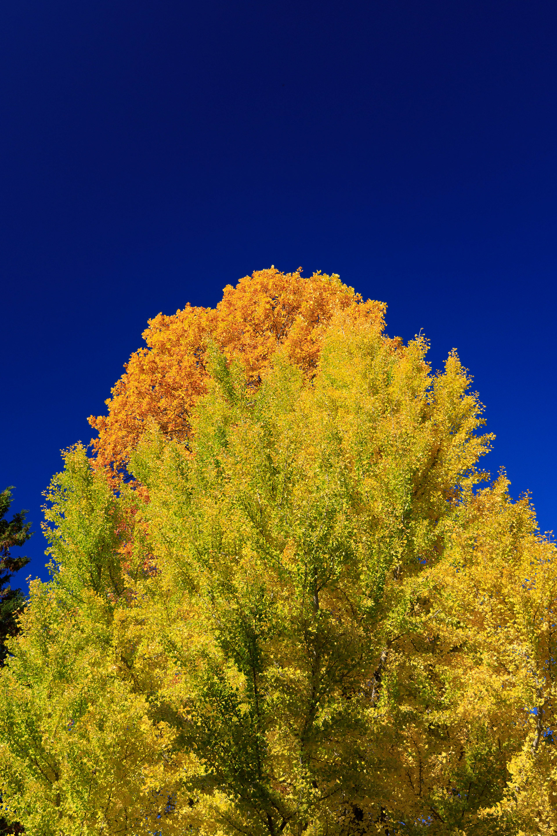 Canon EOS R +  RF24-105mm, ISO200 F4 1/800sec 0EV