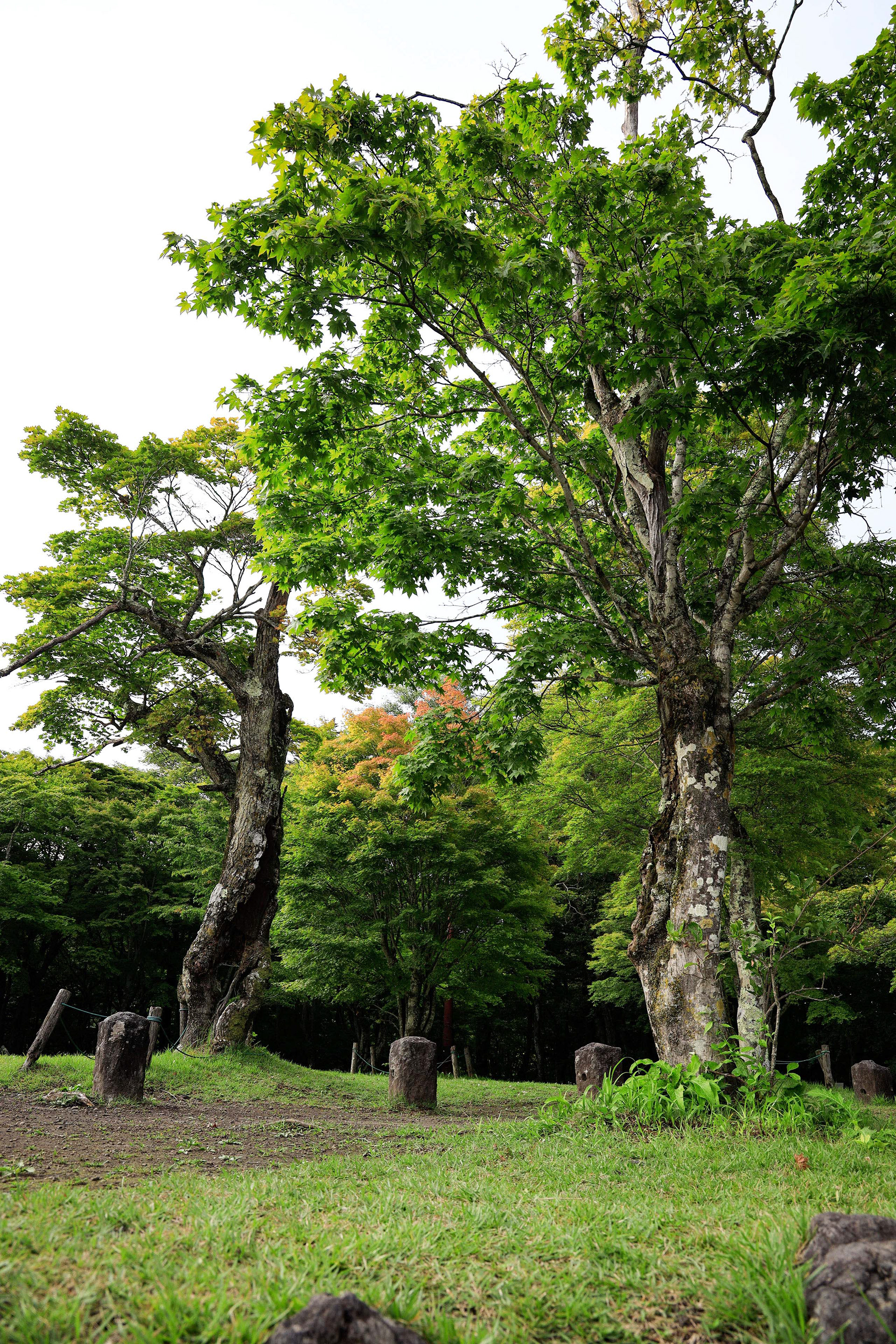 Canon EOS R + RF24-105mm, ISO320 F7.1 1/40 0EV