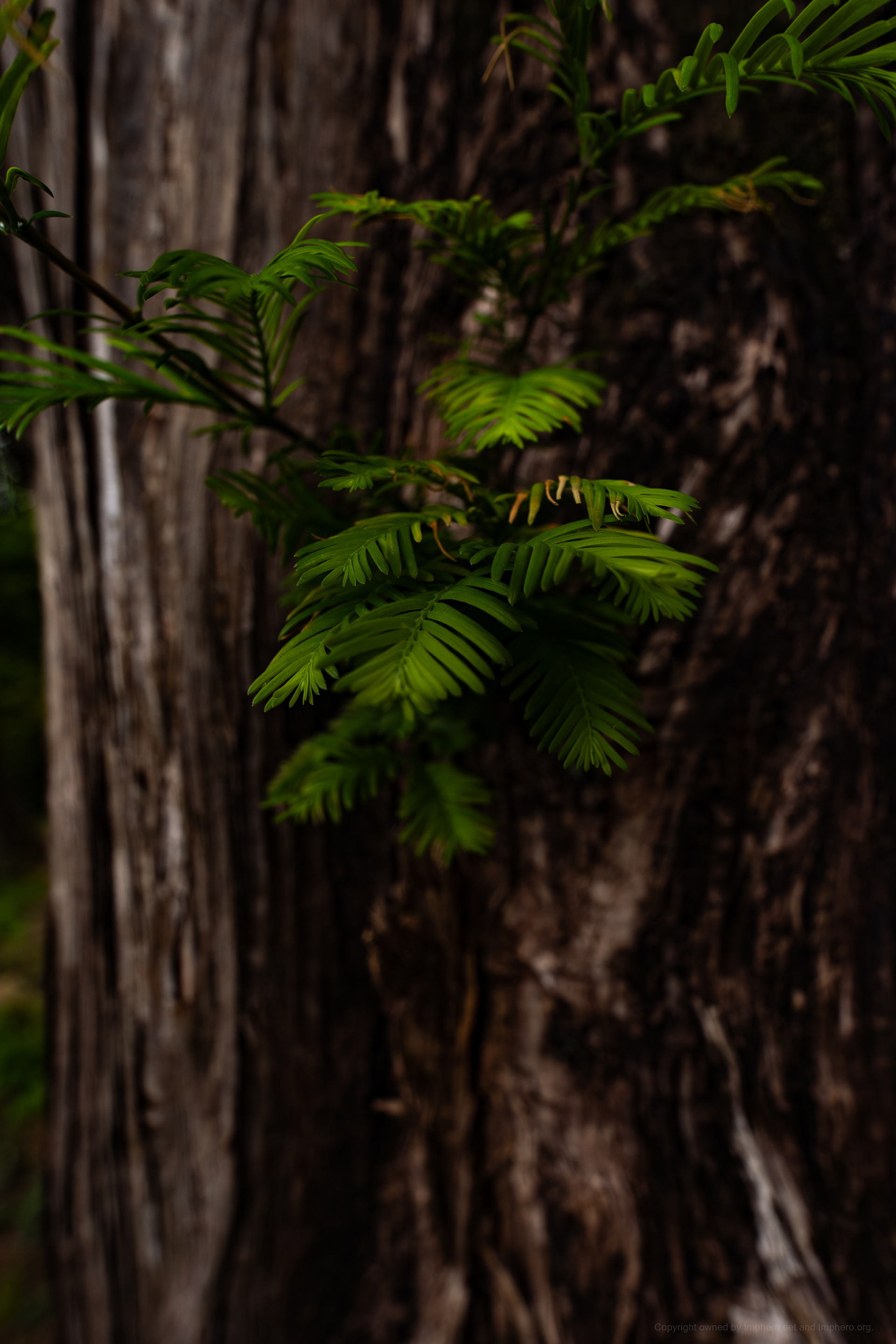 Canon R + LAOWA 15mm F2 Zero-D, ISO100 F2.8 1/60 0EV