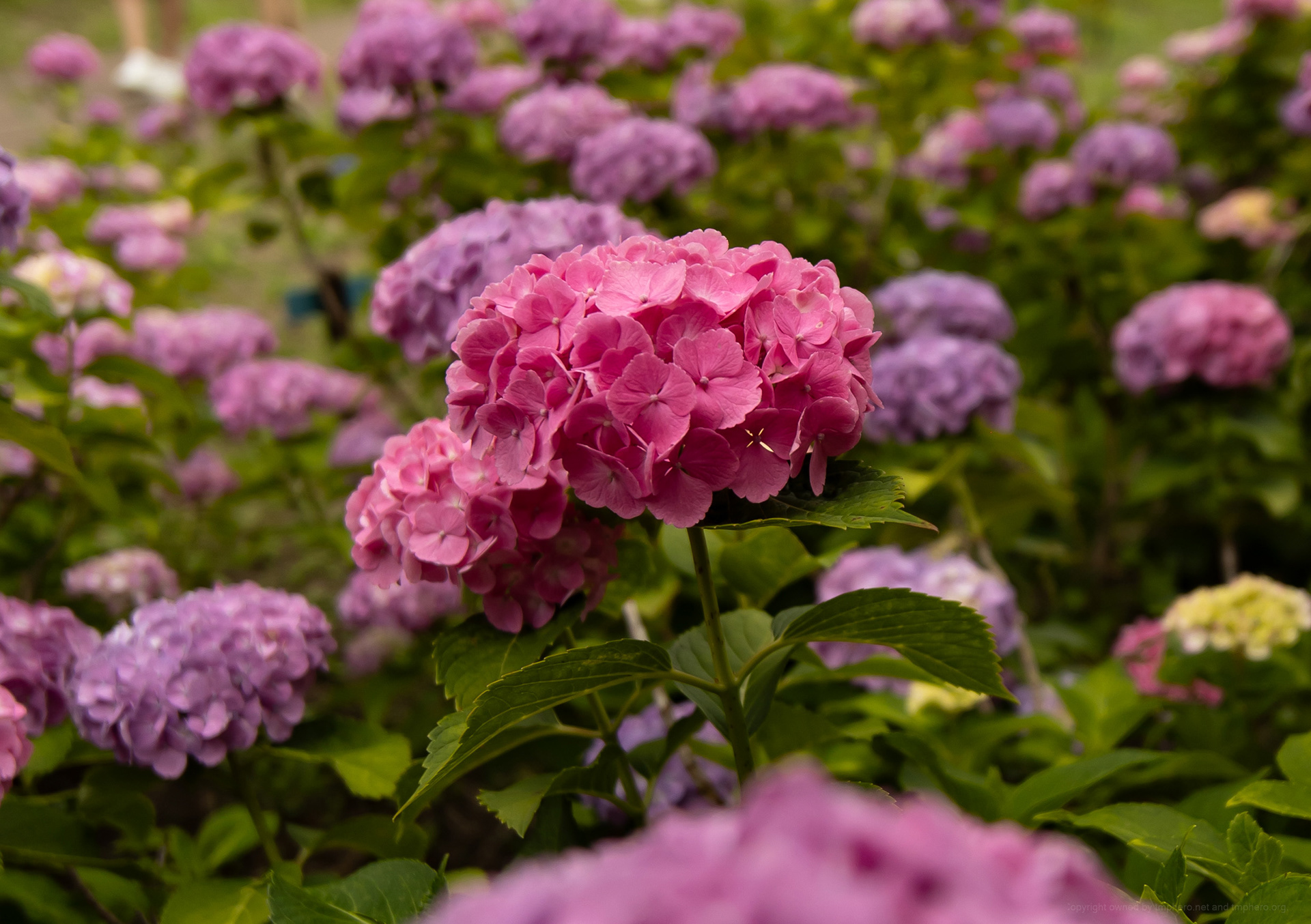 Canon R + LAOWA 15mm F2 Zero-D, ISO100 F2.8 1/400 0EV