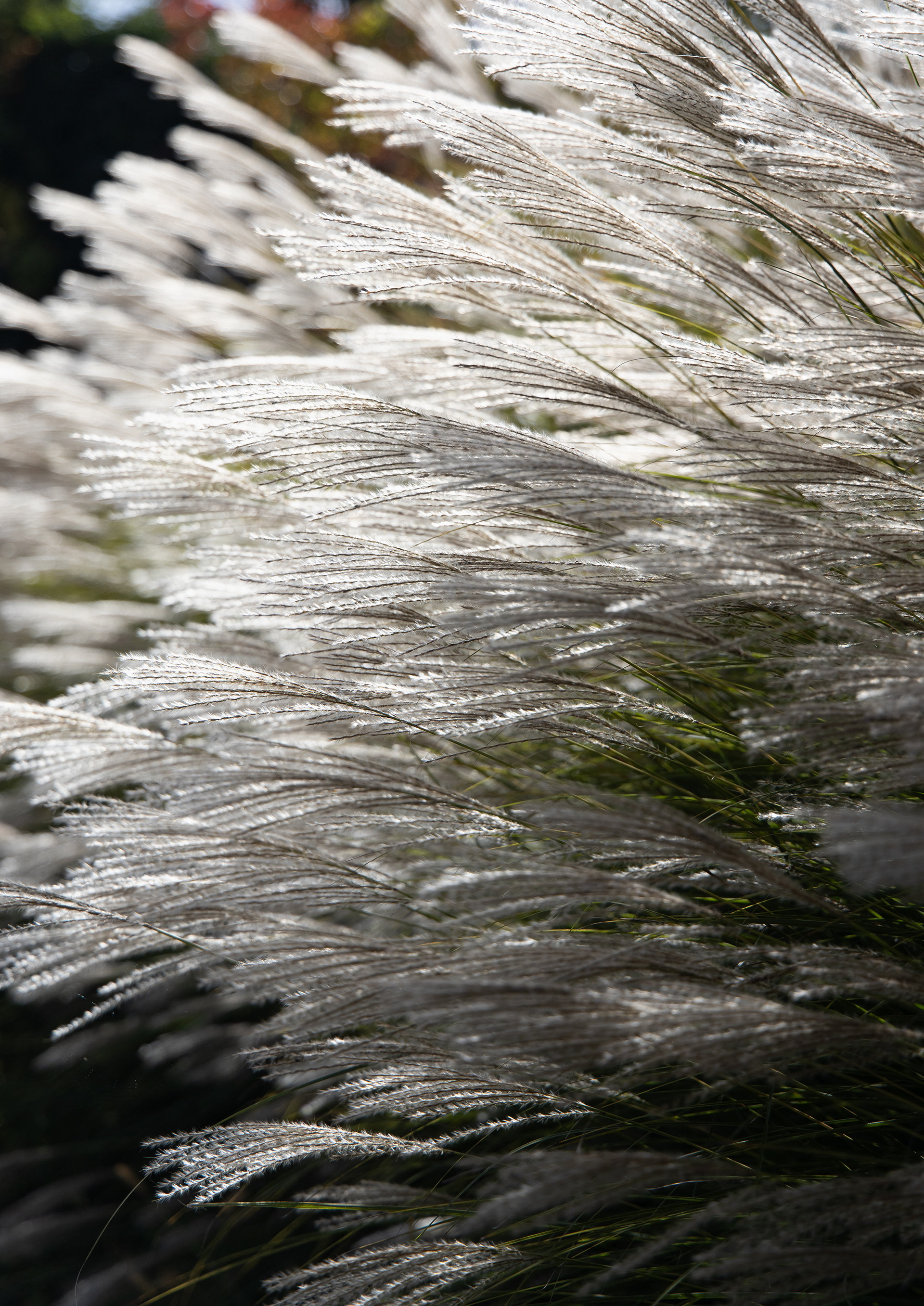 Canon R + RF24-105mm, ISO100 F4 1/800 0EV