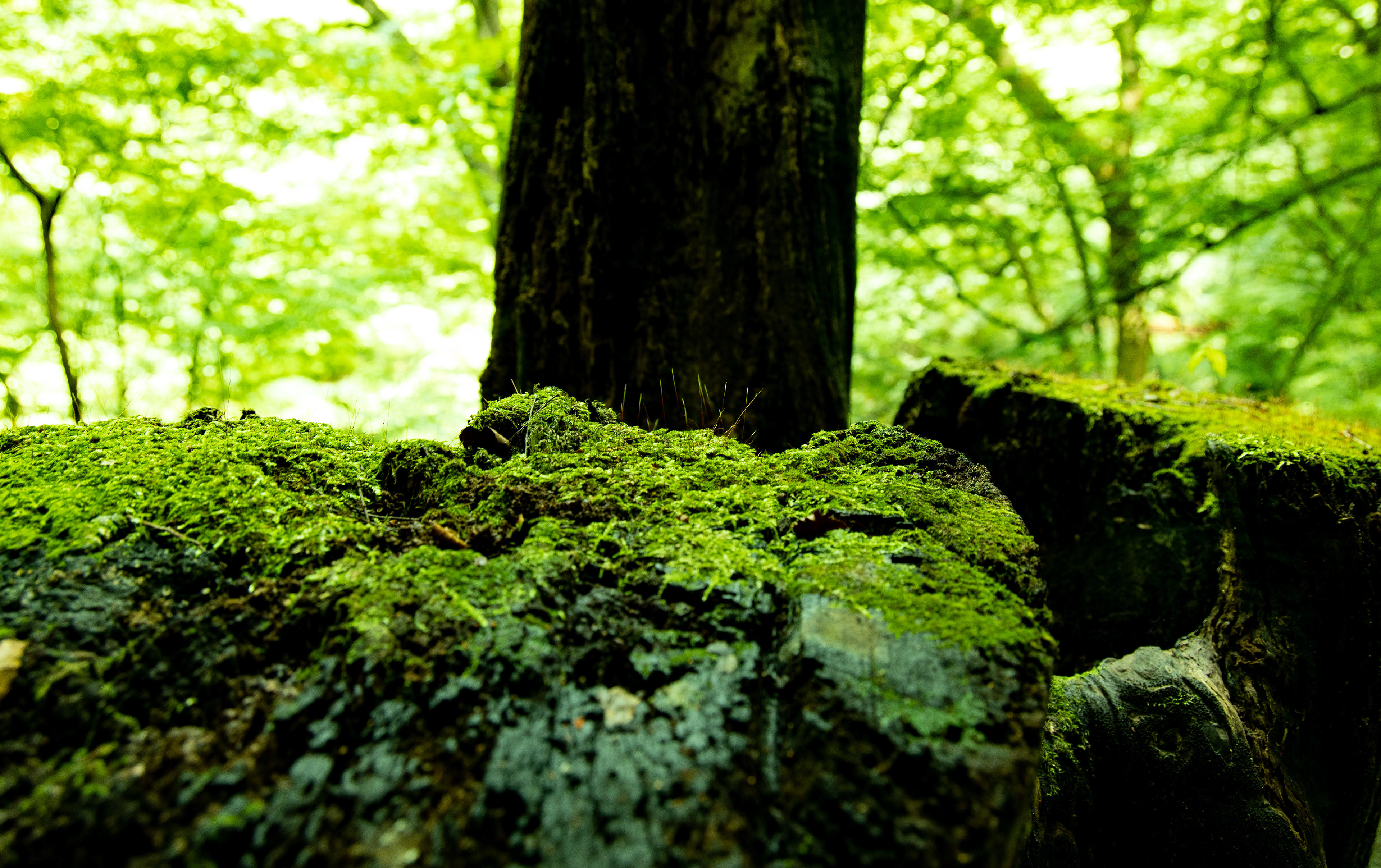 Canon R + RF24-105mm, ISO400 F5 1/13 -0.33EV
