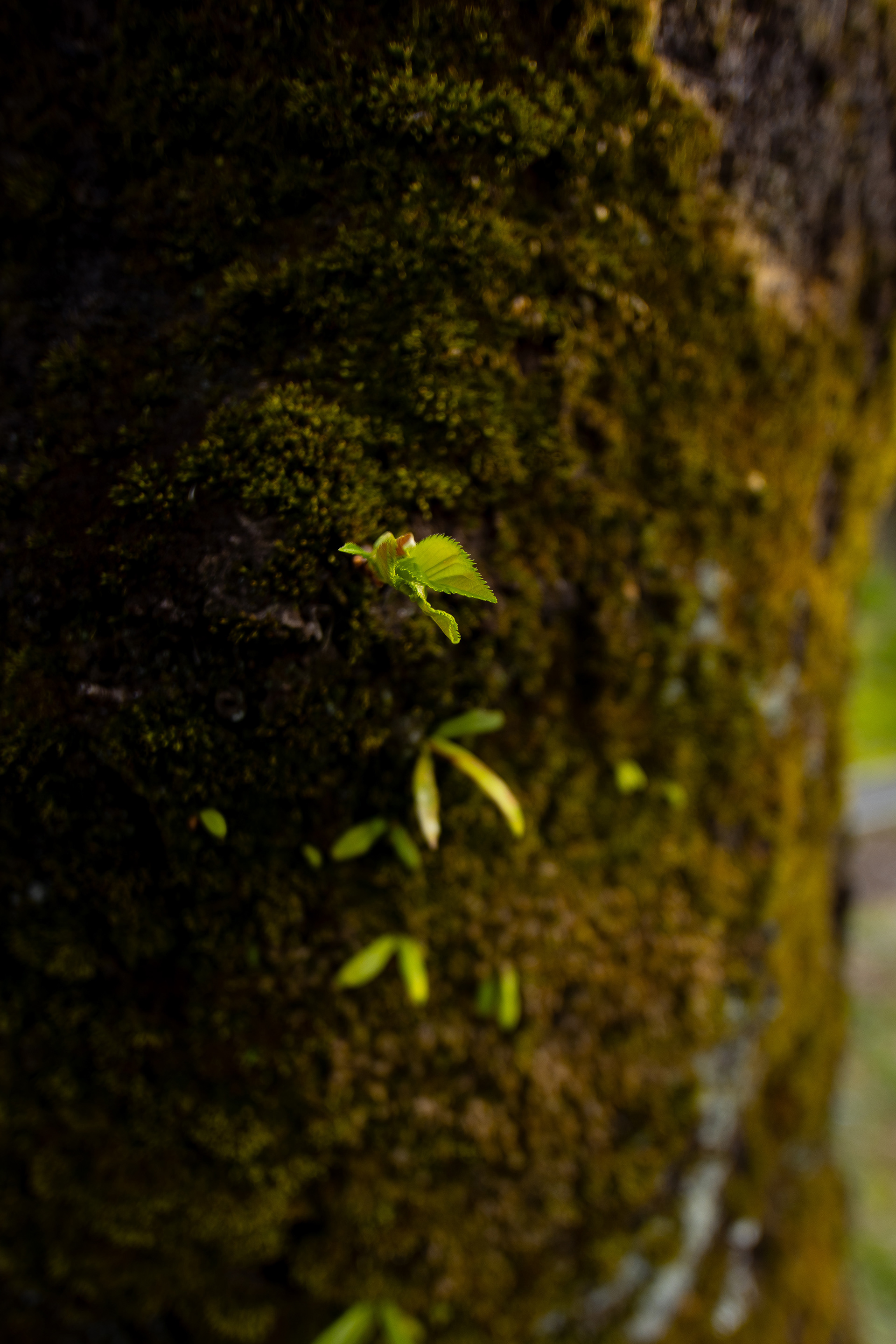 Canon EOS R +  LAOWA 15mm F2 Zero-D, ISO100 F2 1/320 0EV