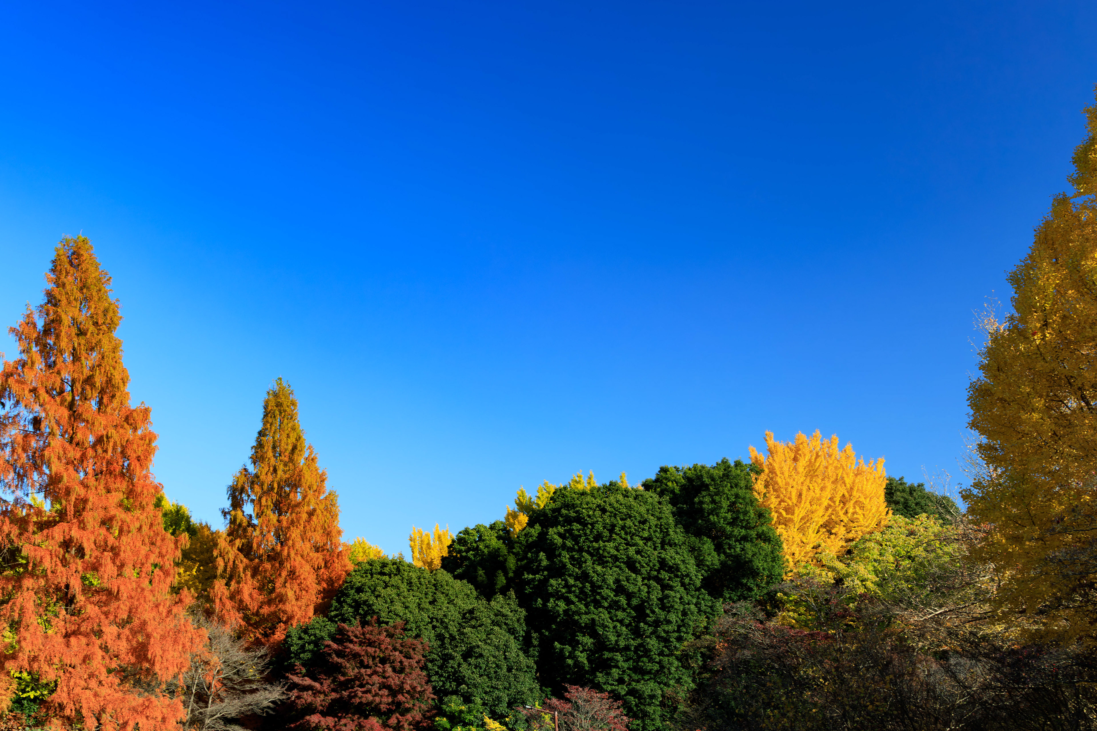 Canon EOS R +  RF24-105mm, ISO200 F8 1/125sec 0EV