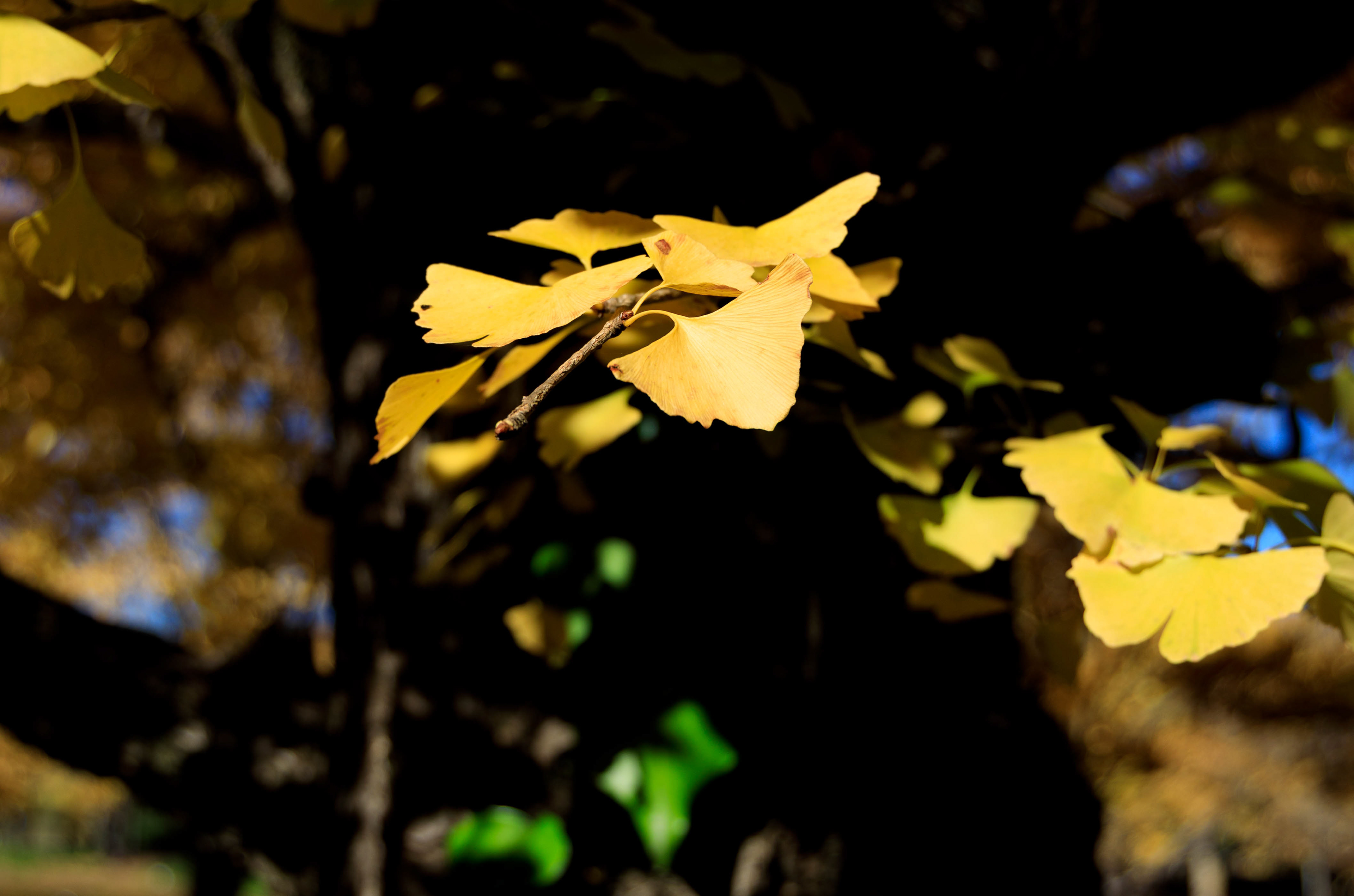 Canon EOS R +  RF24-105mm, ISO100 F4 1/500sec 0EV