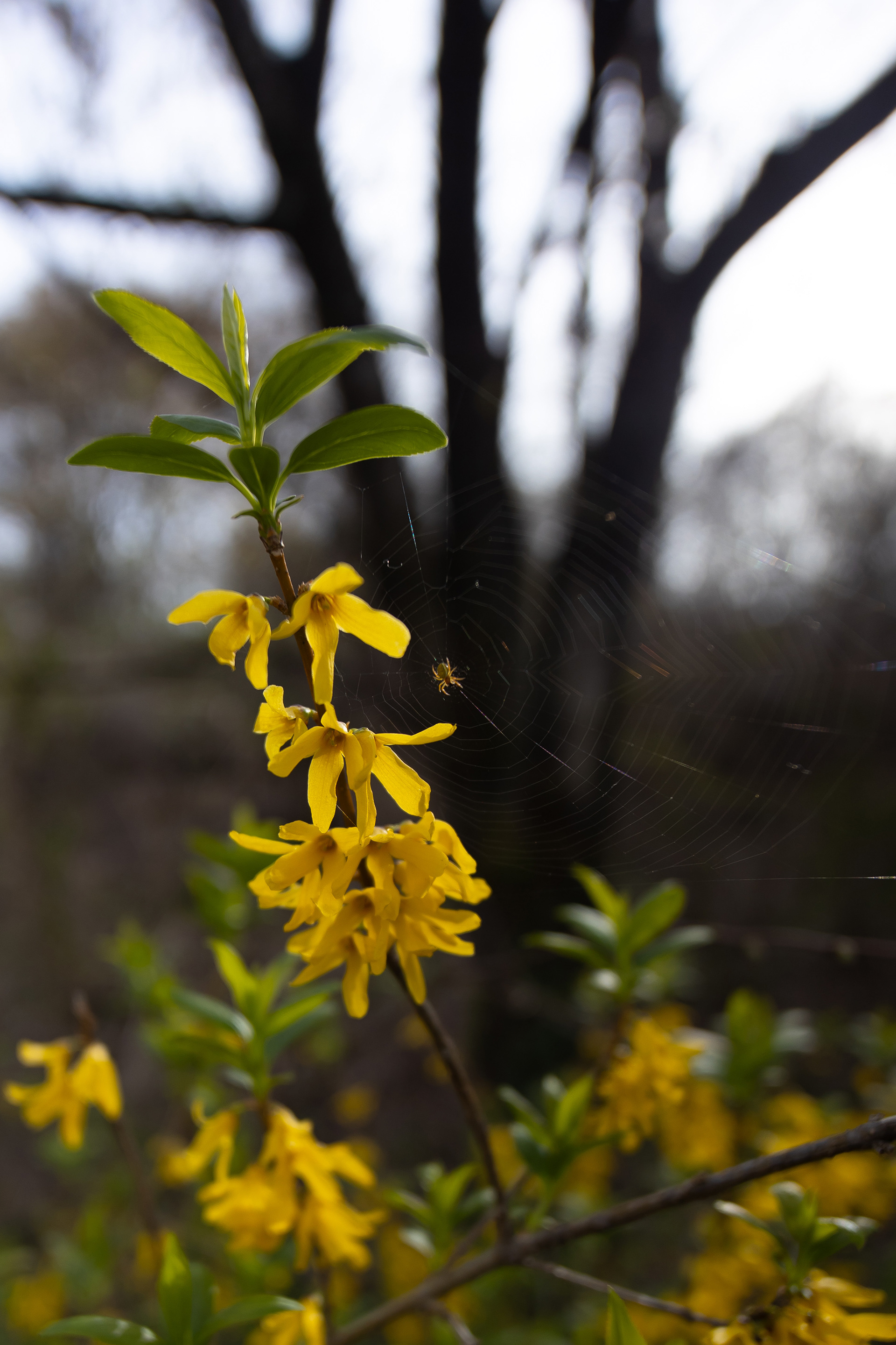 Canon EOS R +  LAOWA 15mm F2 Zero-D, ISO100 F2 1/2000 0EV