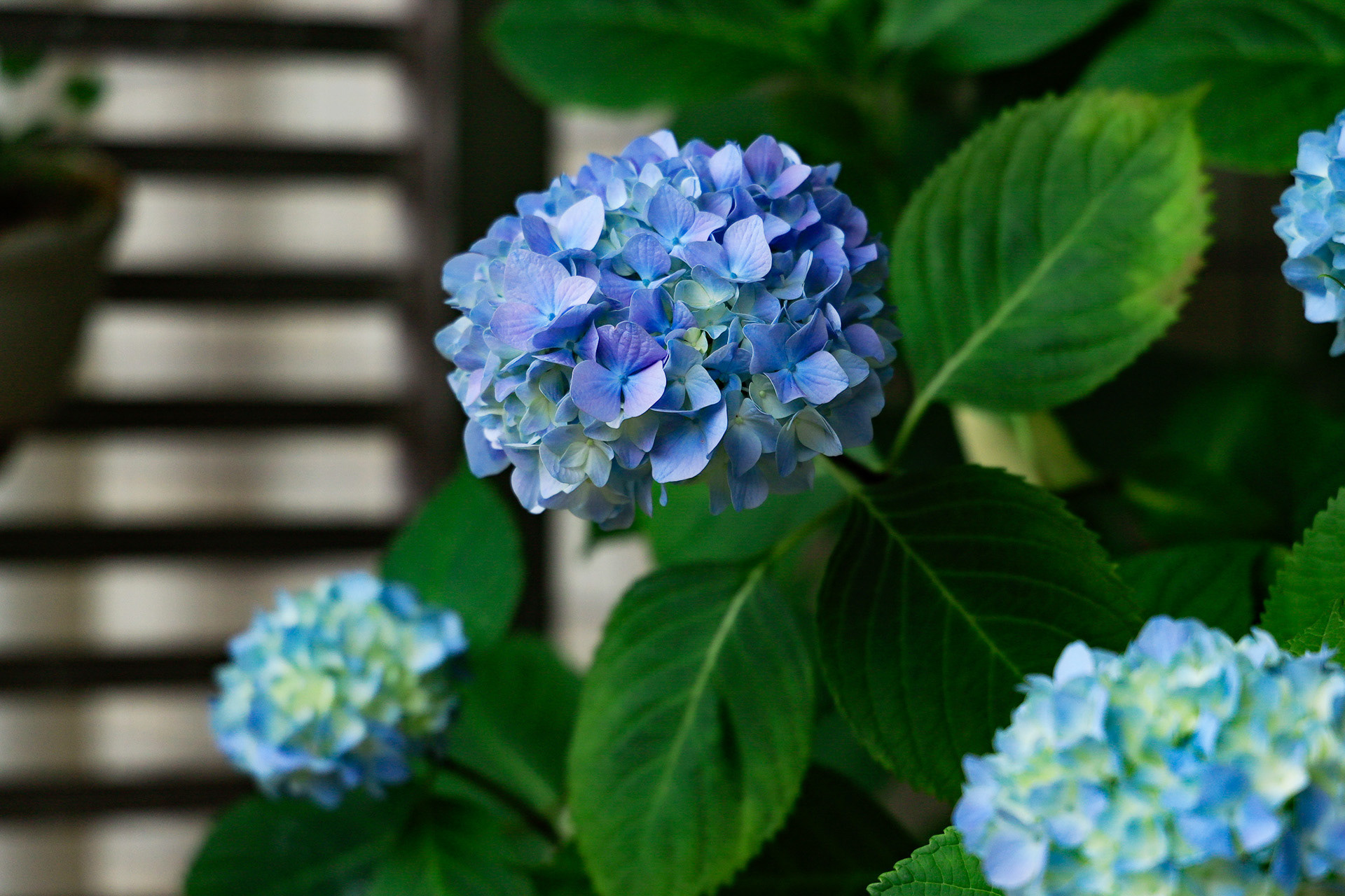 Canon R + RF24-105mm, ISO400 F4 1/400sec 0EV