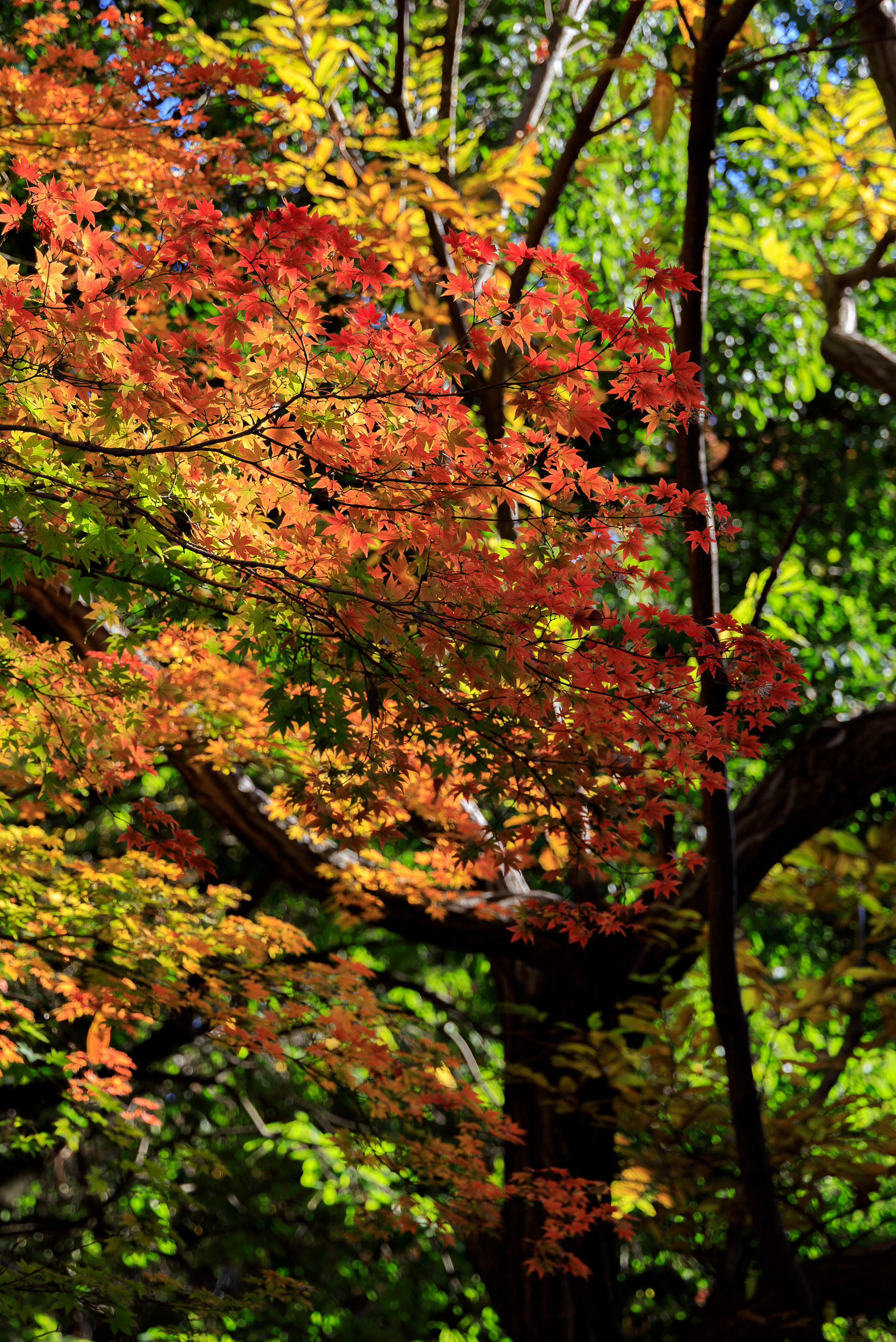 Canon EOS R +  RF24-105mm, ISO200 F4 1/125sec 0EV