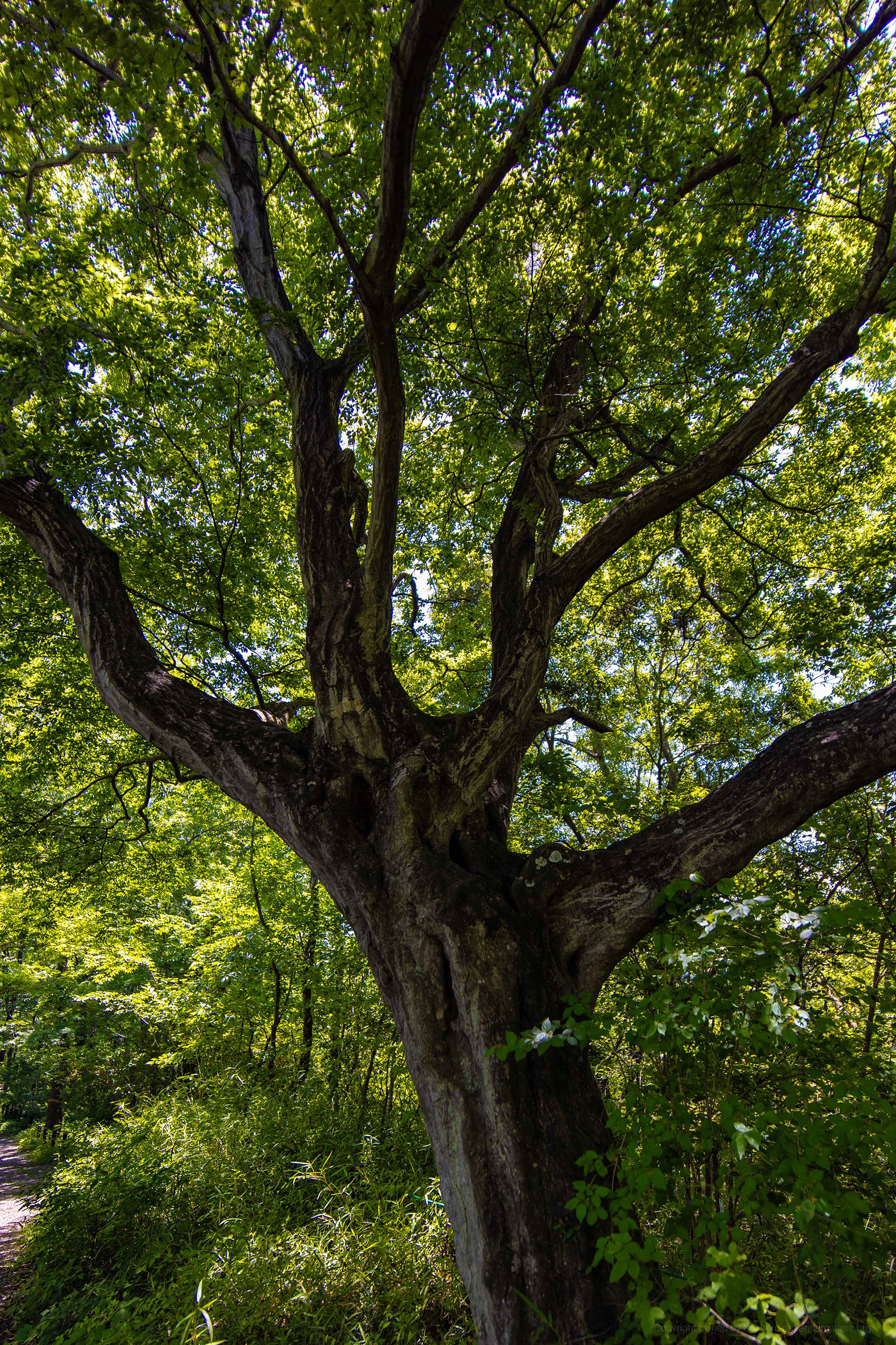 Canon R + LAOWA 15mm F2 Zero-D, ISO100 1/320 0EV