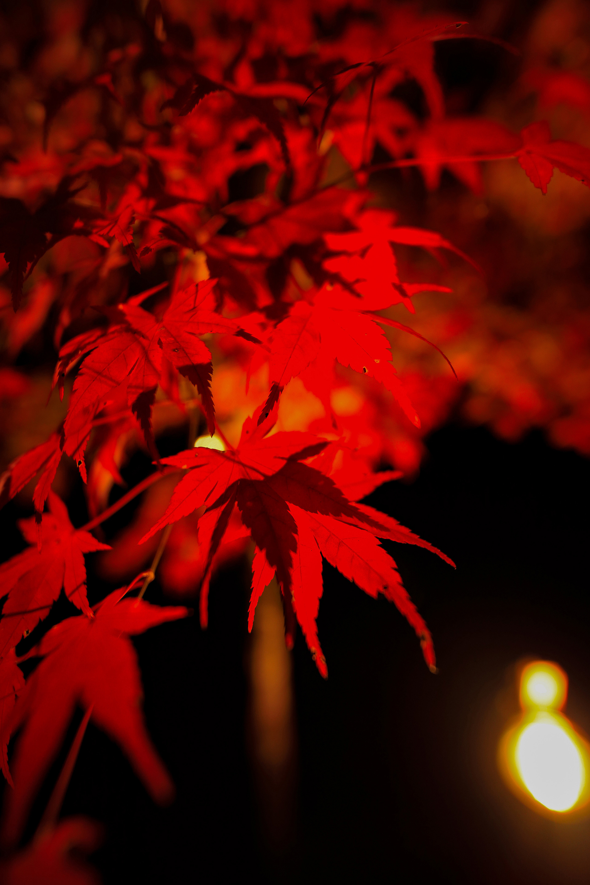 Canon EOS R +  LAOWA 15mm F2 Zero-D, ISO800 1/60 0EV