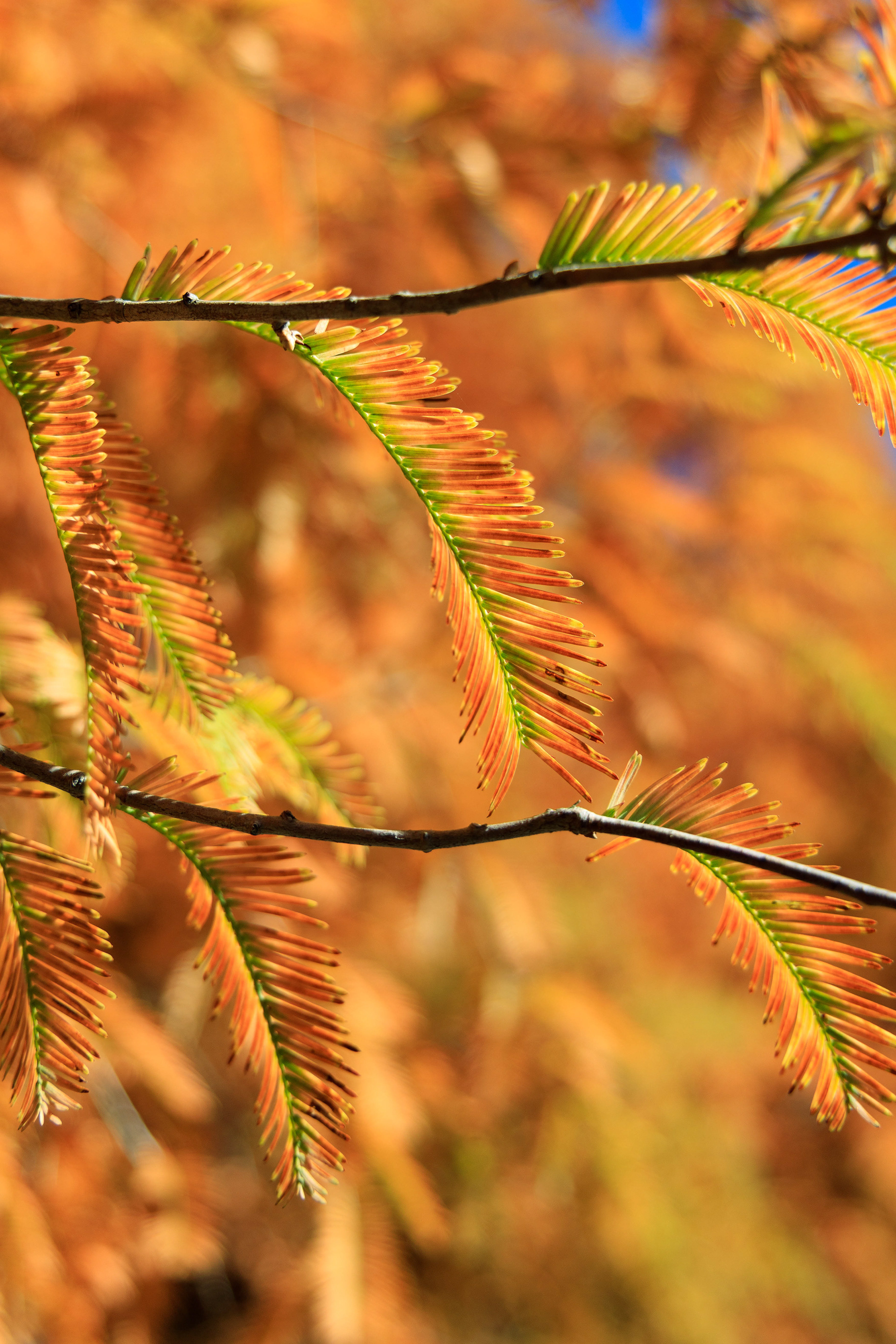 Canon EOS R +  RF24-105mm, ISO200 F4 1/640sec 0EV