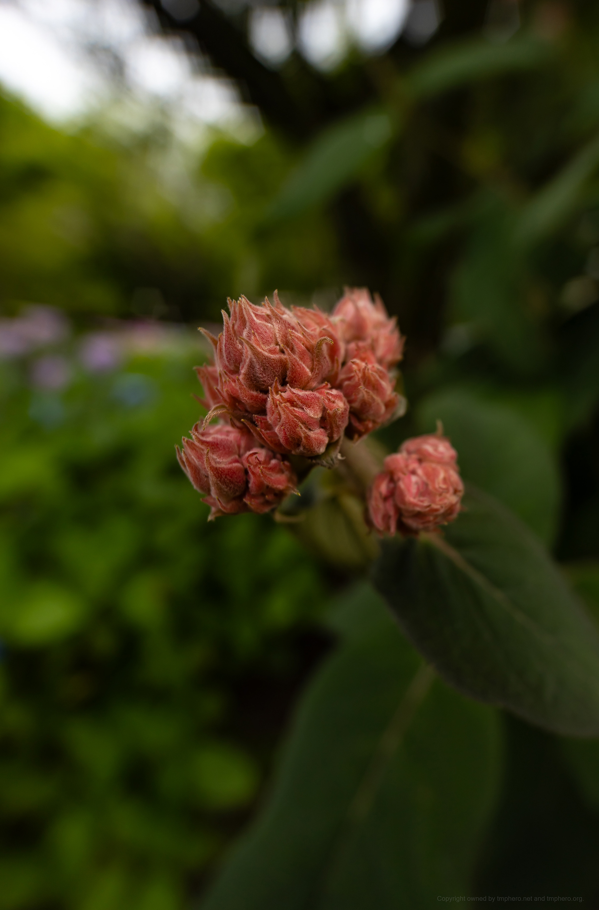 Canon R + LAOWA 15mm F2 Zero-D, ISO100 F2.8 1/200 0EV