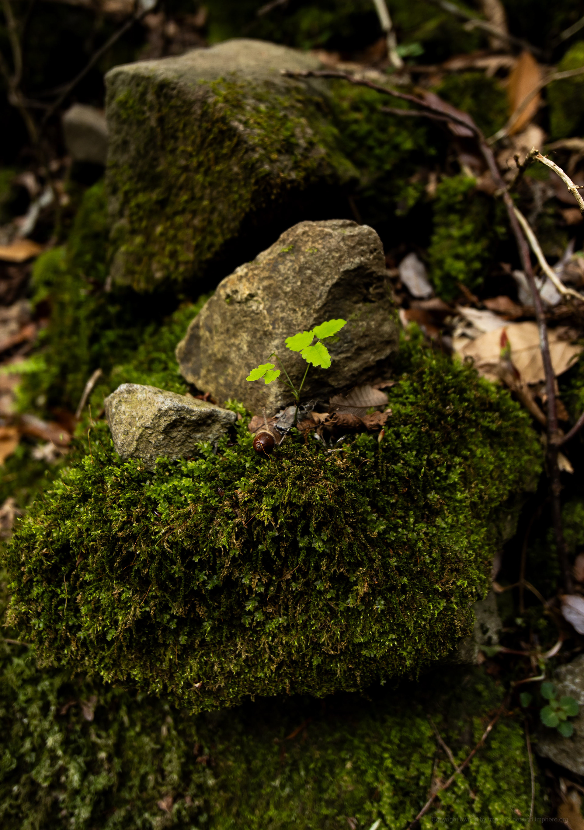 Canon EOS R +  LAOWA 15mm F2 Zero-D, ISO100 F2 1/200 0EV