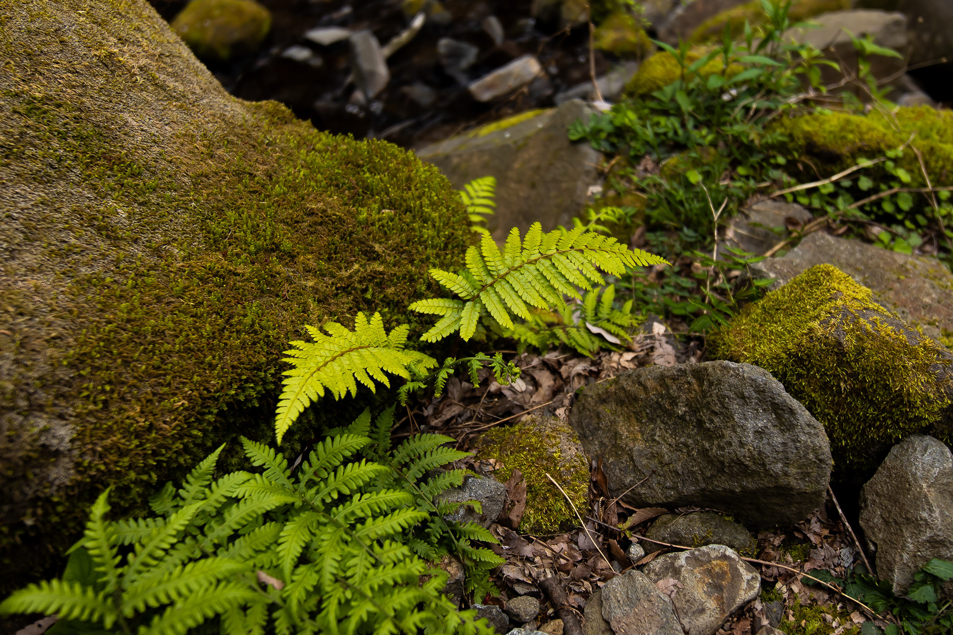 Canon EOS R +  LAOWA 15mm F2 Zero-D, ISO100 F2 1/540 0EV