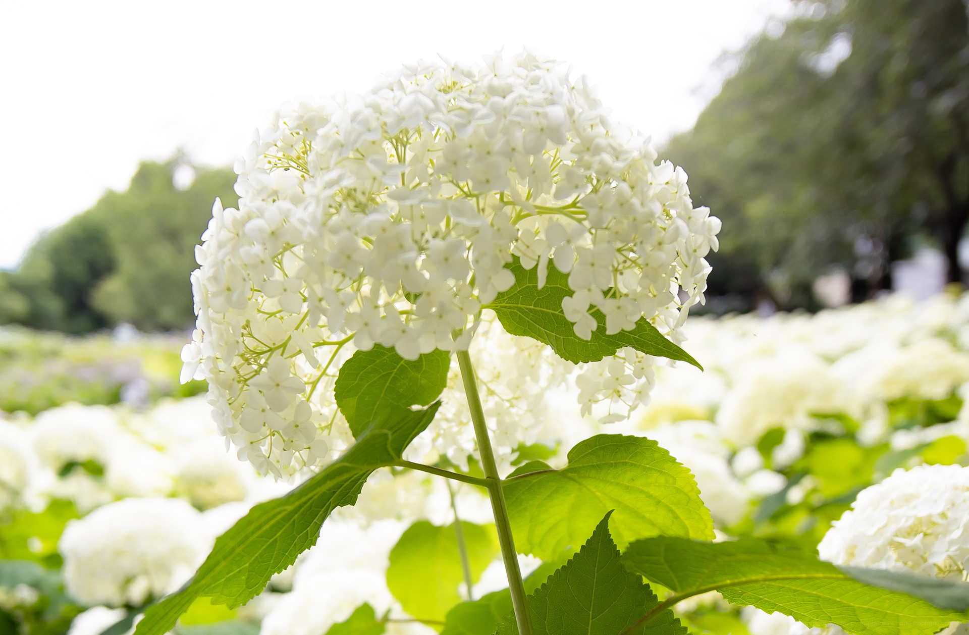 Canon R + LAOWA 15mm F2 Zero-D, ISO100 F2.8 1/250 0EV