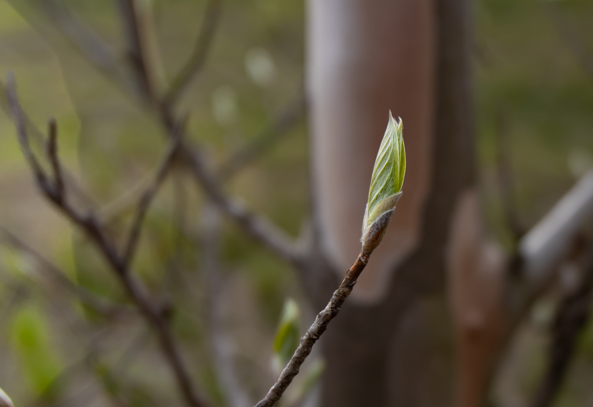Canon EOS R +  LAOWA 15mm F2 Zero-D, ISO100 F2 1/2000 0EV