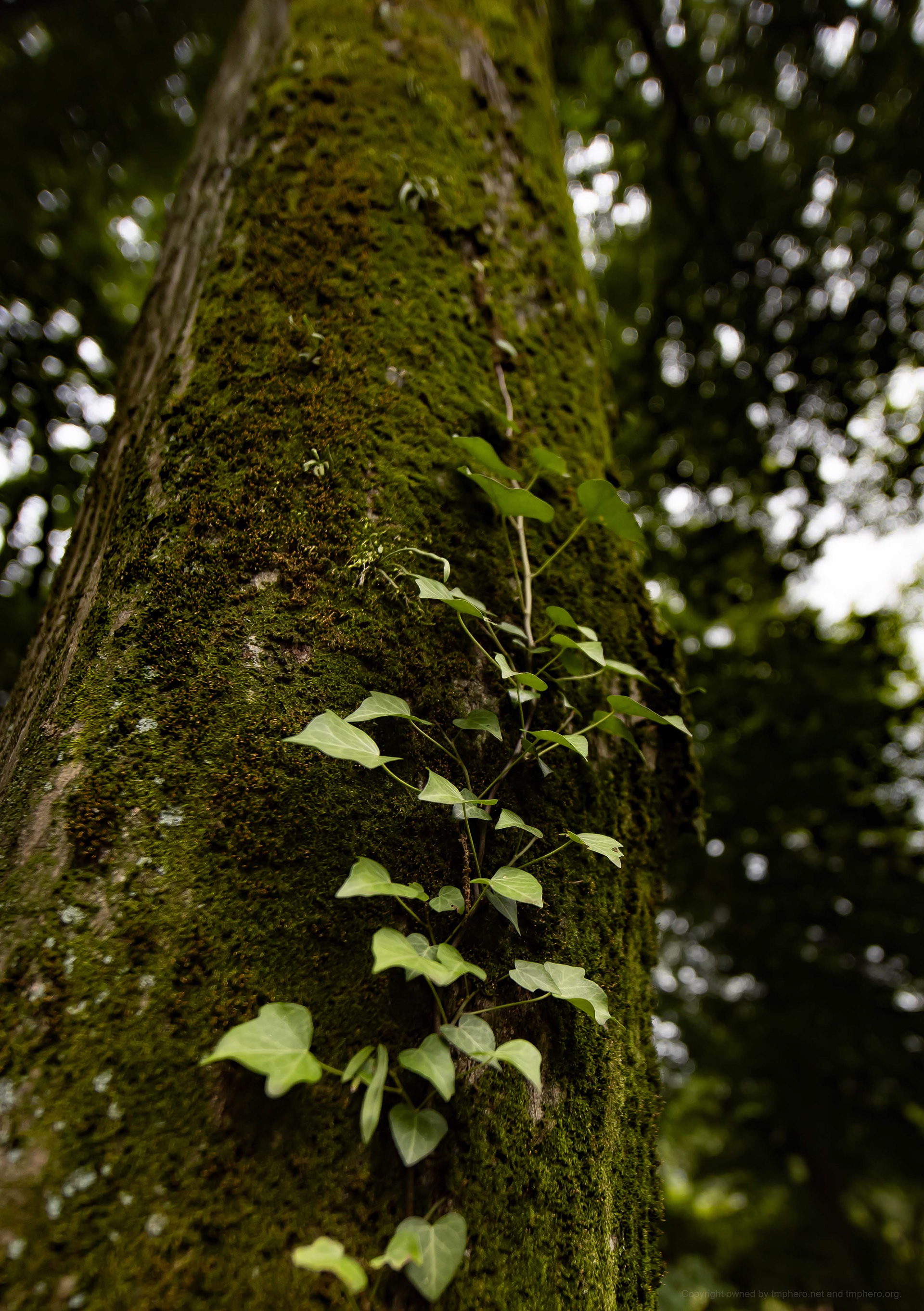 Canon R + LAOWA 15mm F2 Zero-D, ISO100 F2.8 1/125 0EV