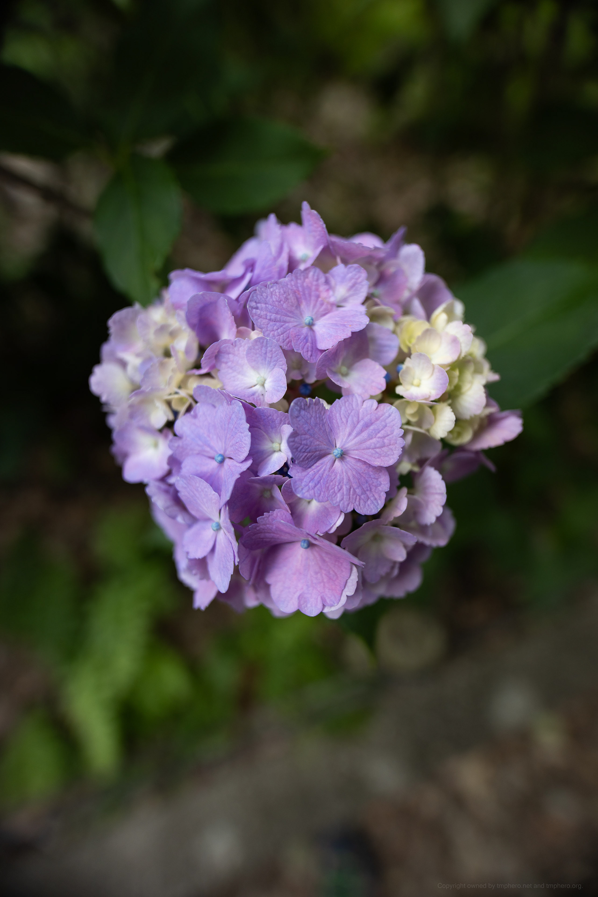 Canon R + LAOWA 15mm F2 Zero-D, ISO100 F2.8 1/100 0EV