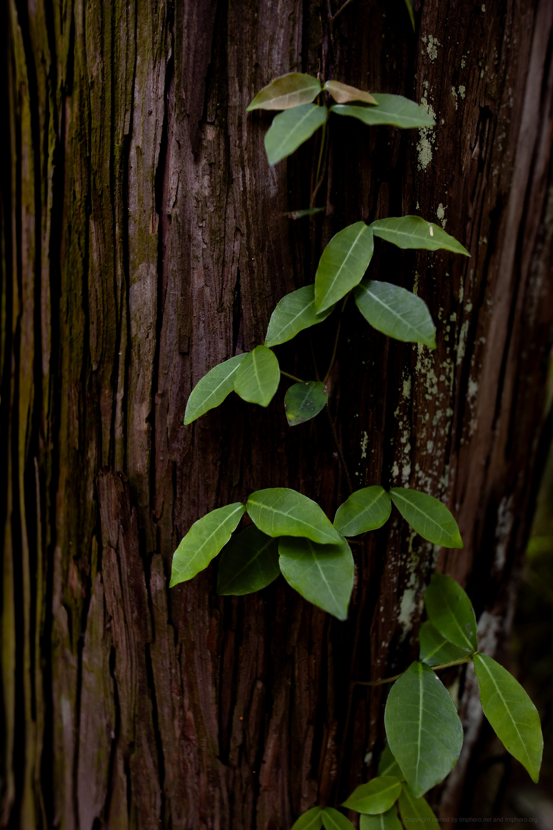 Canon R + LAOWA 15mm F2 Zero-D, ISO100 1/80 0EV