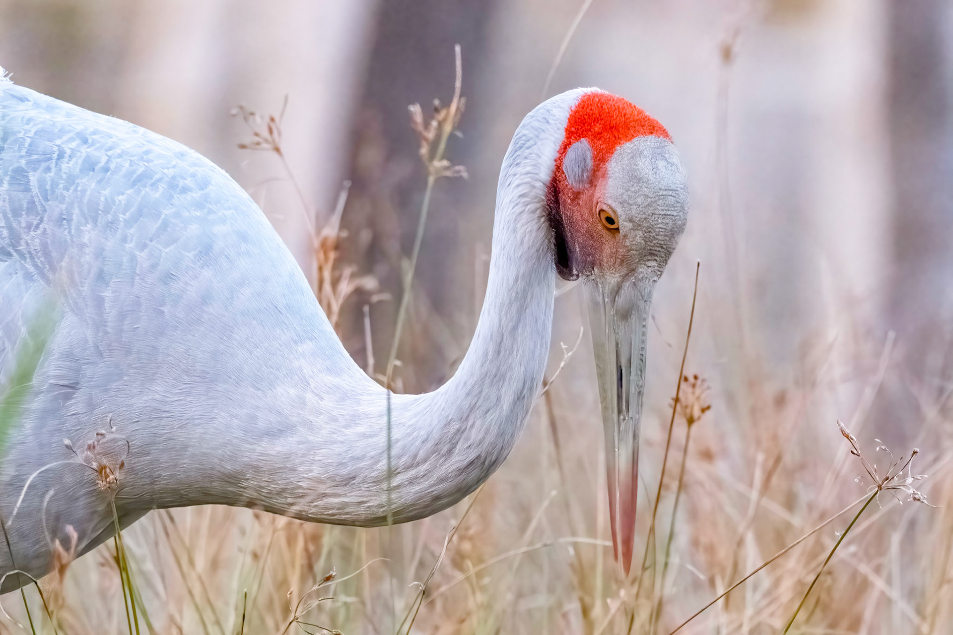 Brolga Portrait 2