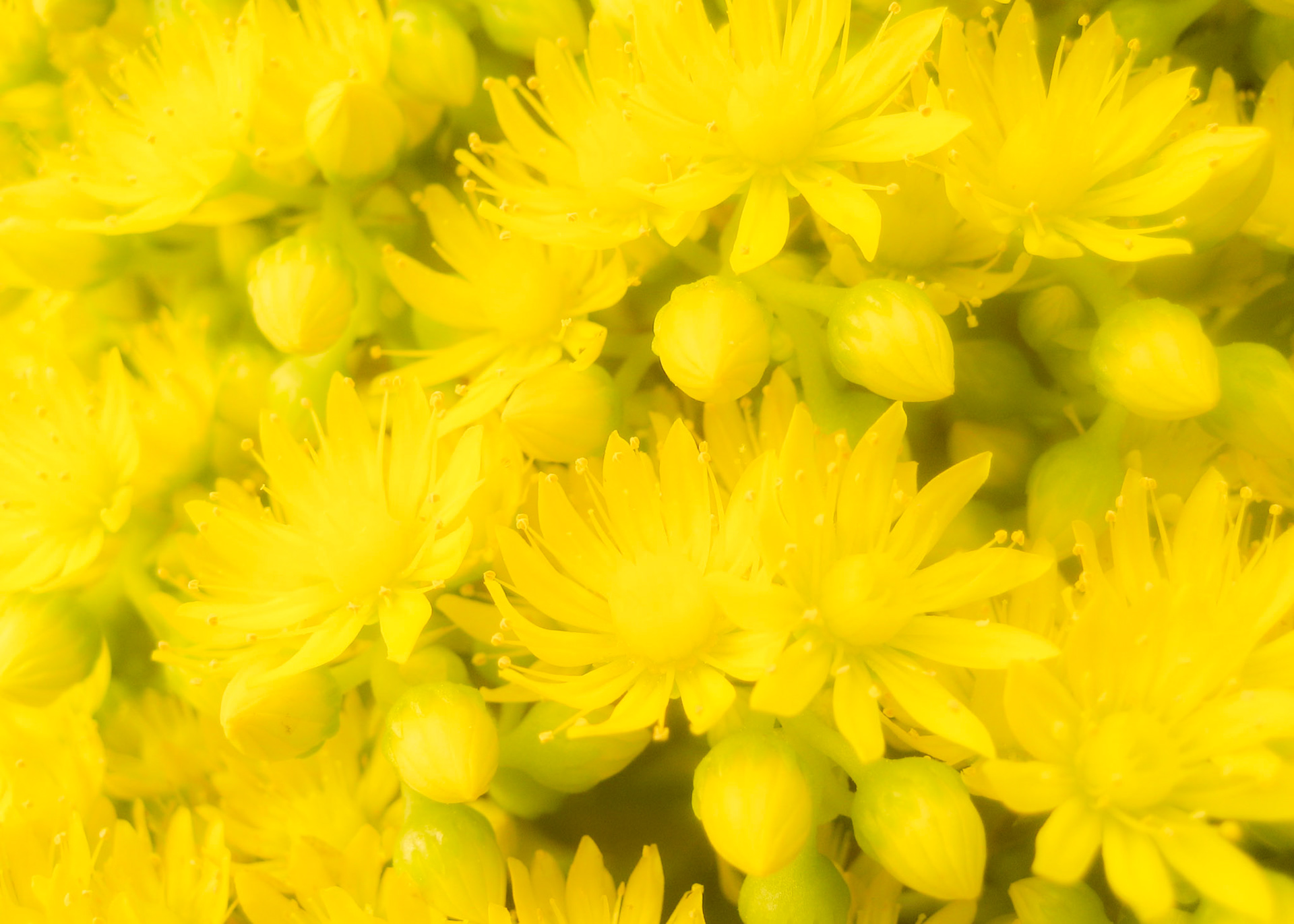 Yellow Burst