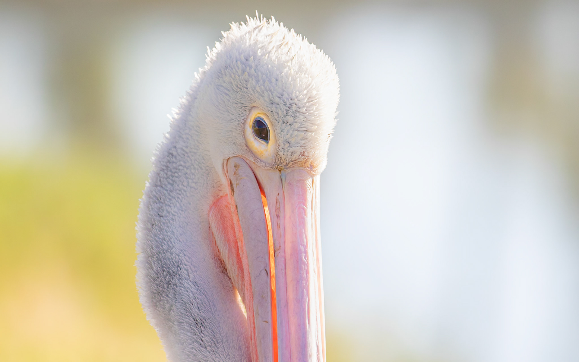 2 Australian Pelican