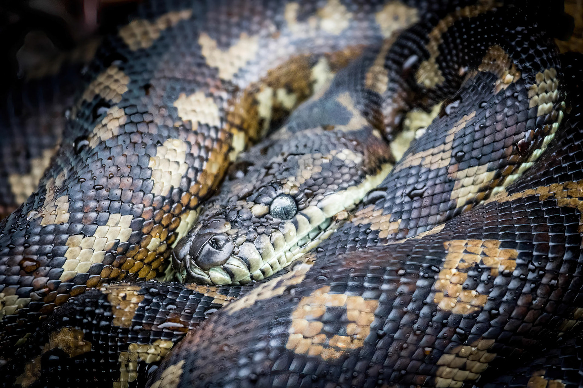 A pythons curls up in the rain at Springbrook National Park Qld