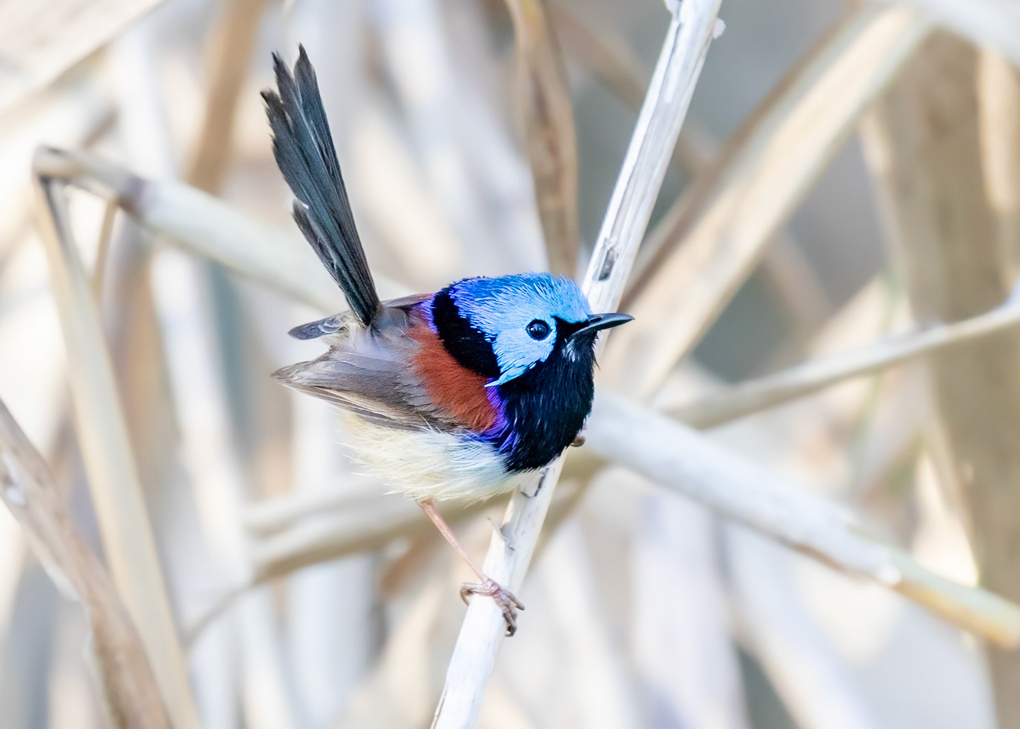Male Purple-backed Fairywren popping out of the undergrowth for his afternoon snack.