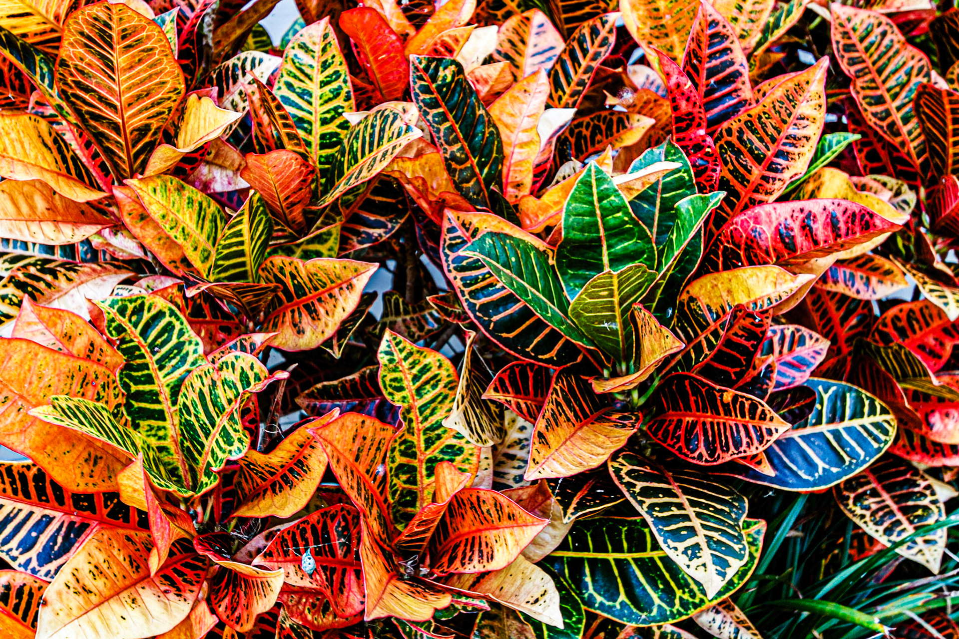Burst of Colour