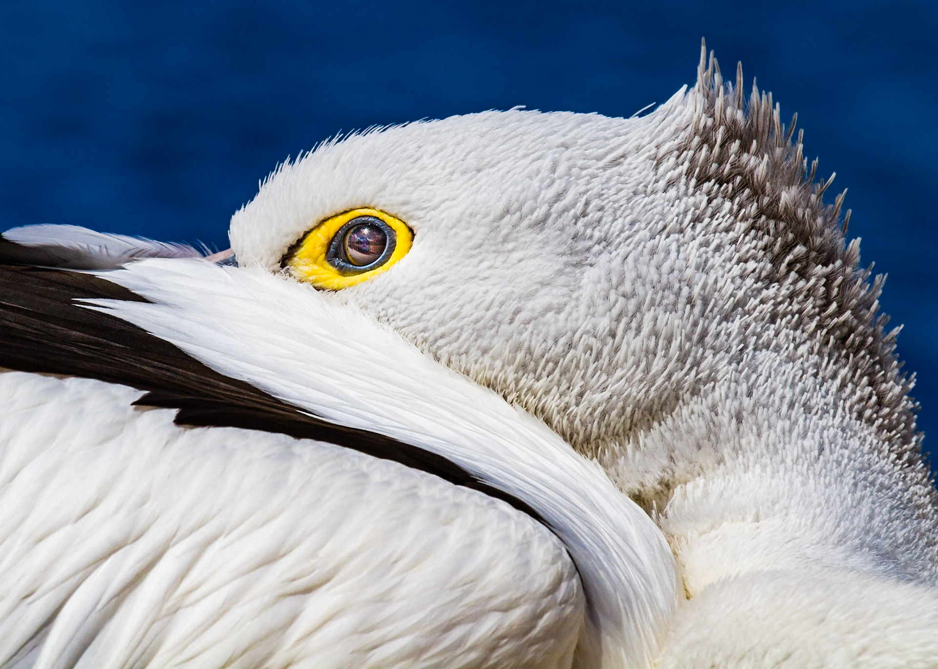 Pelican - Walpole