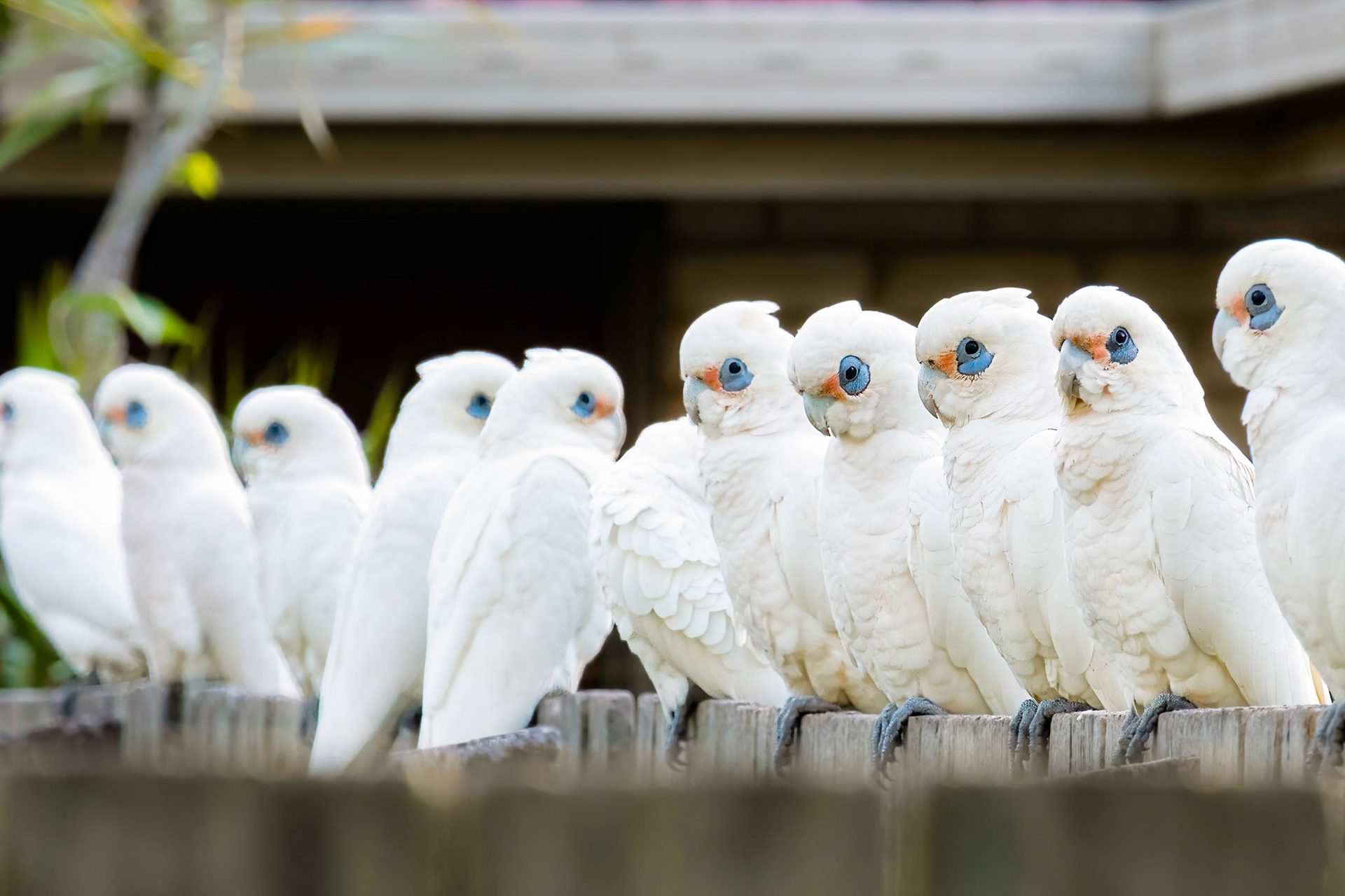 Corellas on Fence