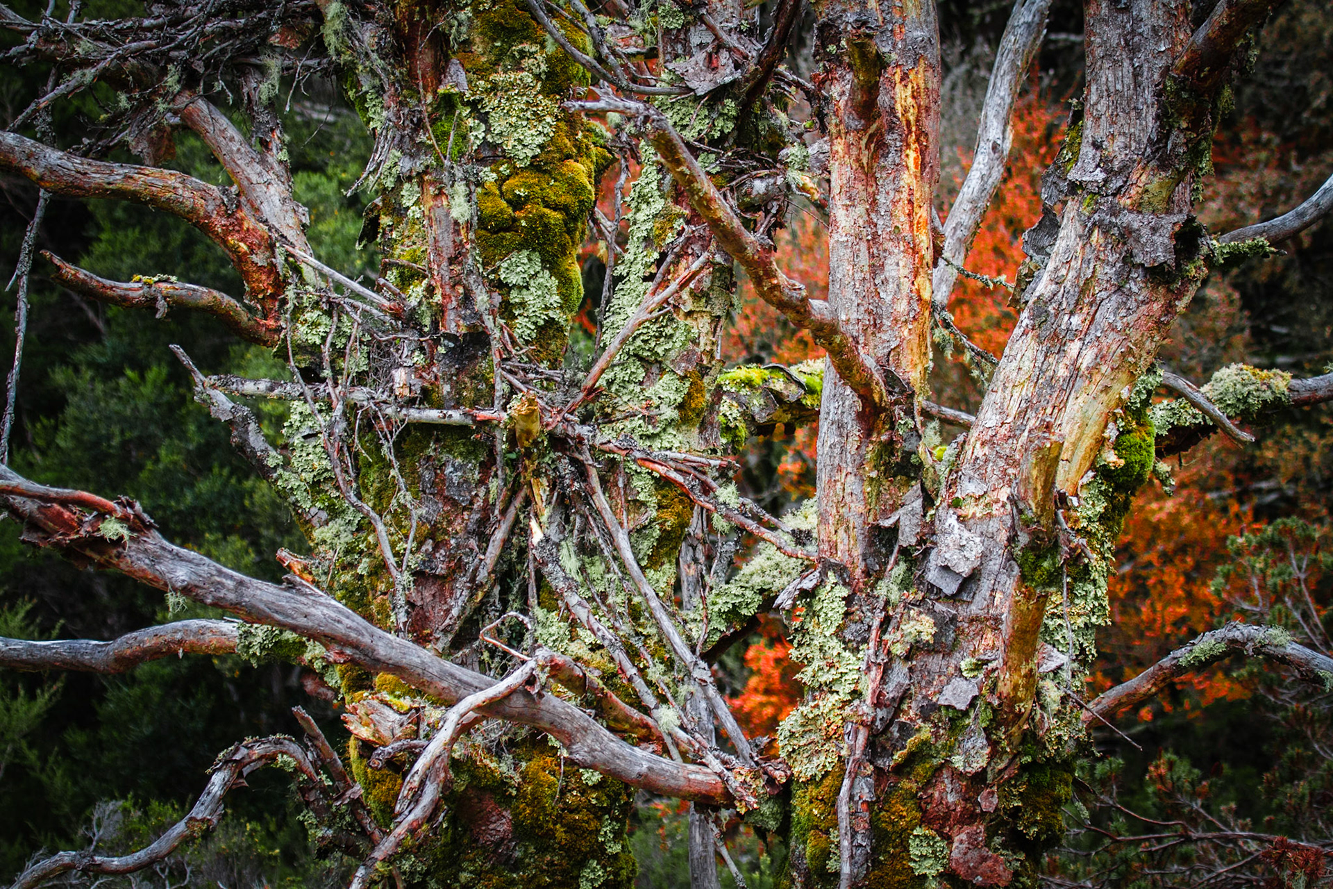 Forest Colours
