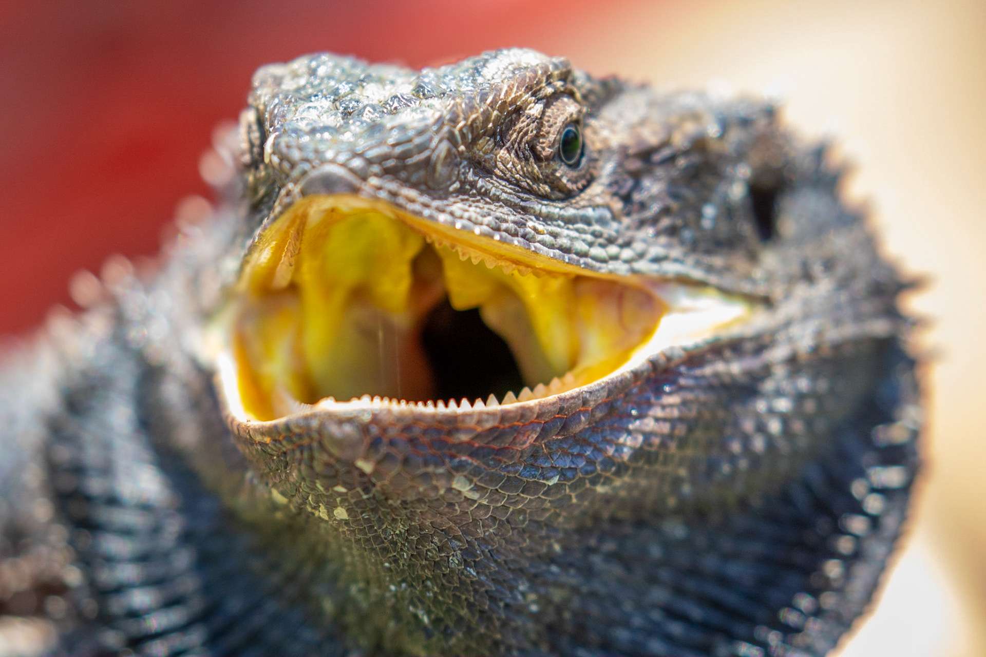 Bearded Dragon
