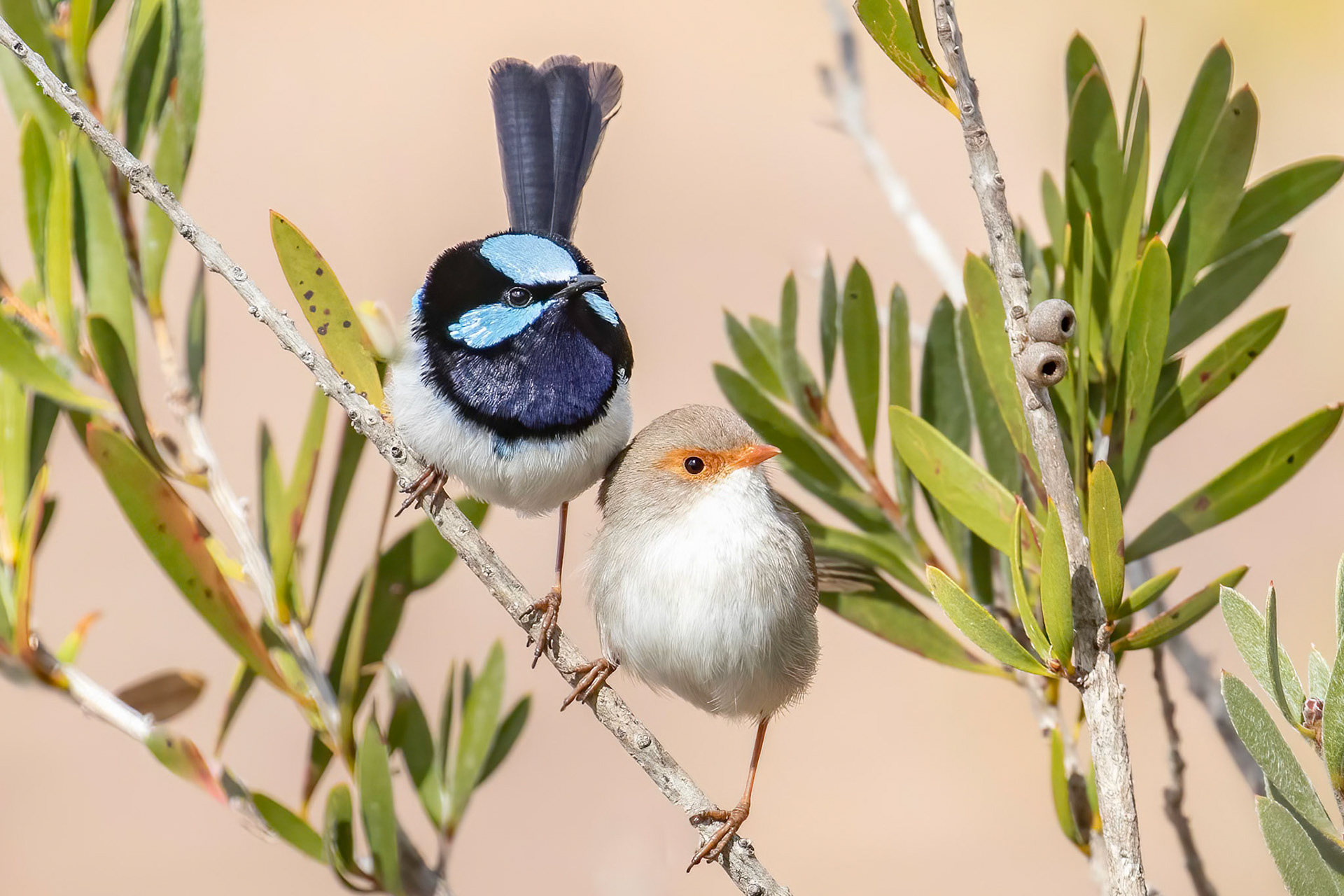 Superb Fairywren Pair