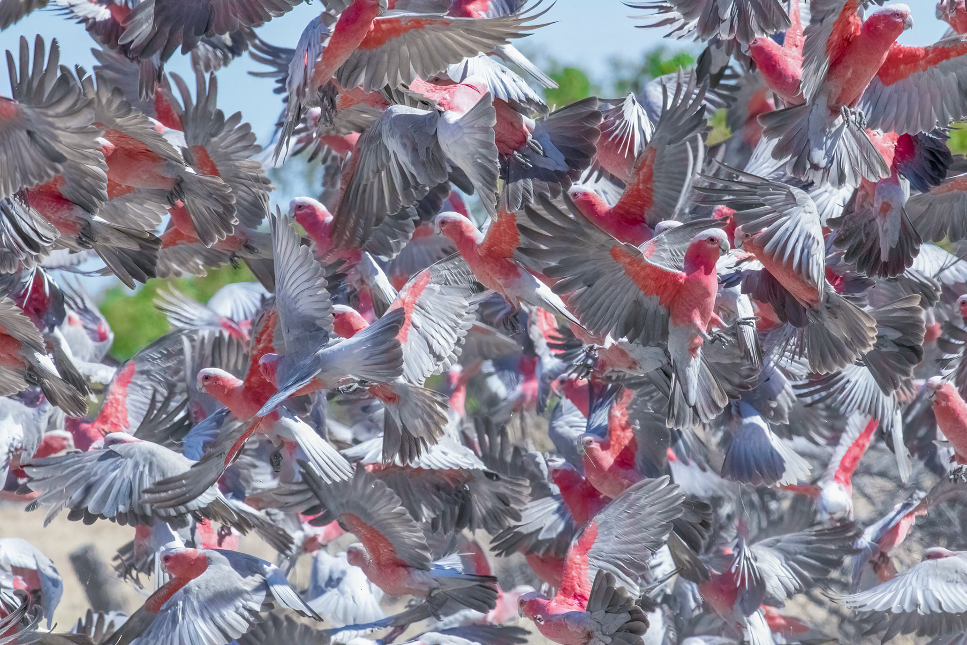 Galah Explosion 3