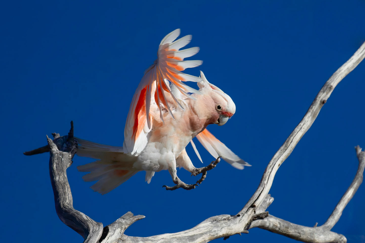 Incoming!