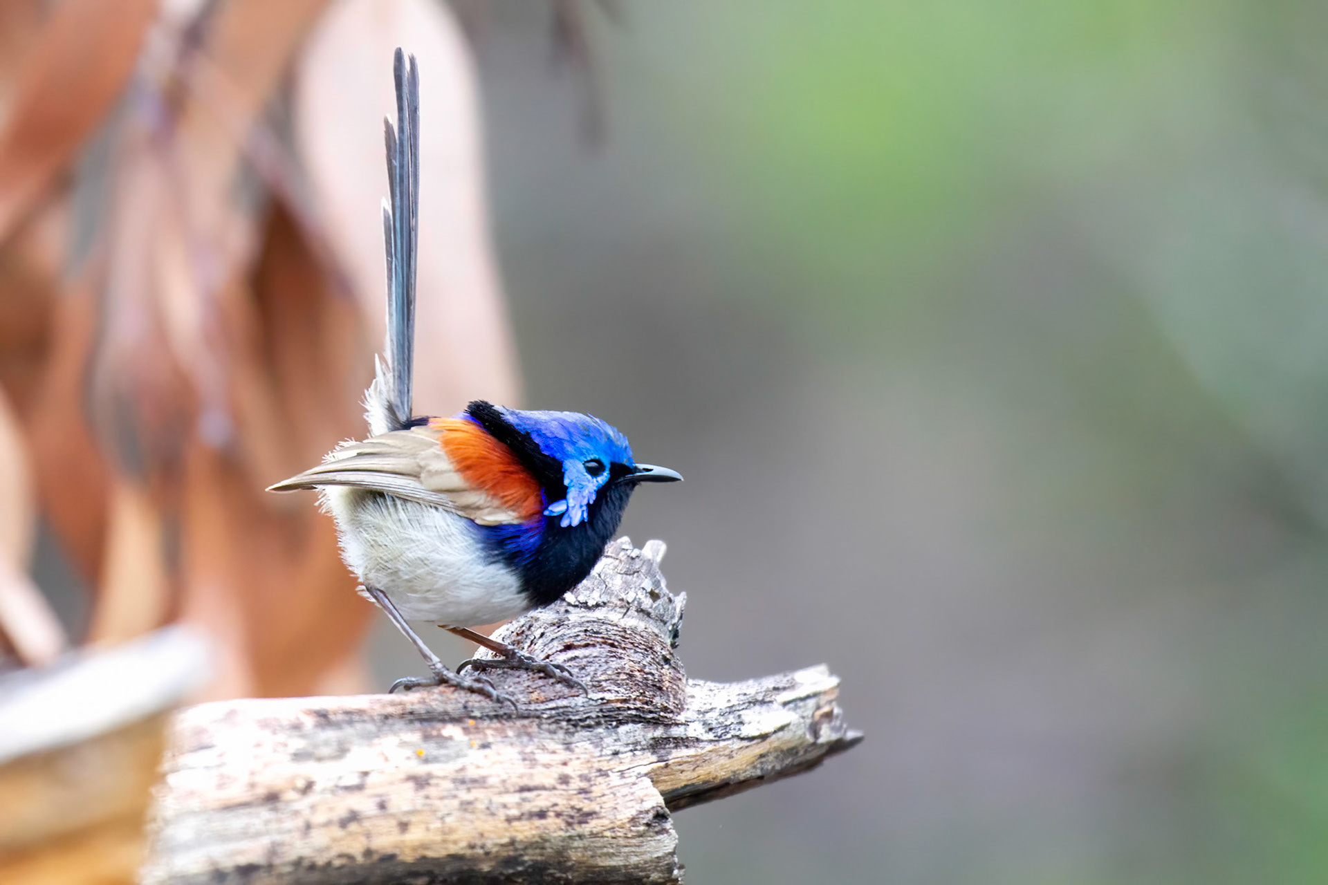 A male vareigated fairy wren on watch at the Junction walk - Girraween NP, QLD Australia