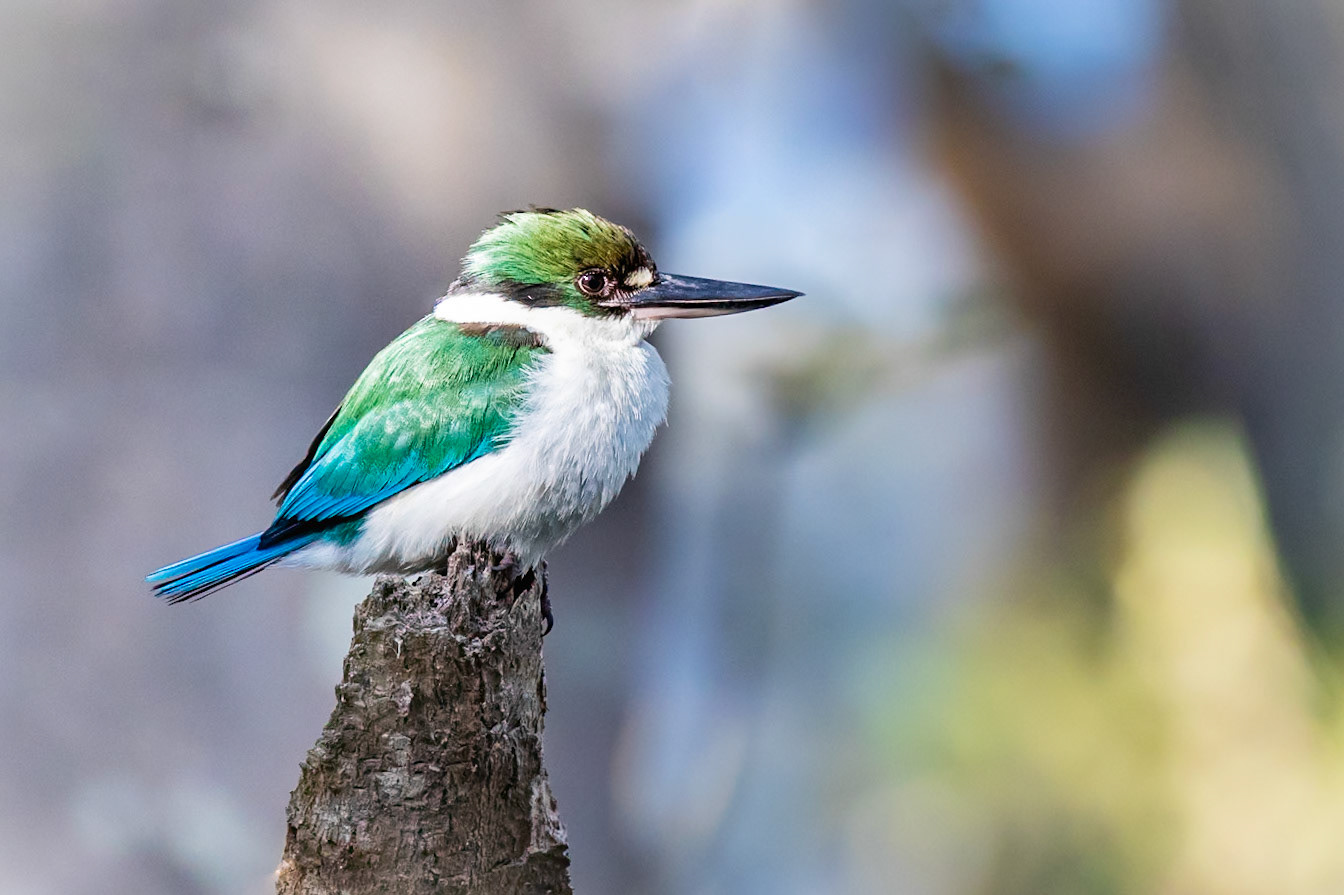 Australasian Kingfisher 2