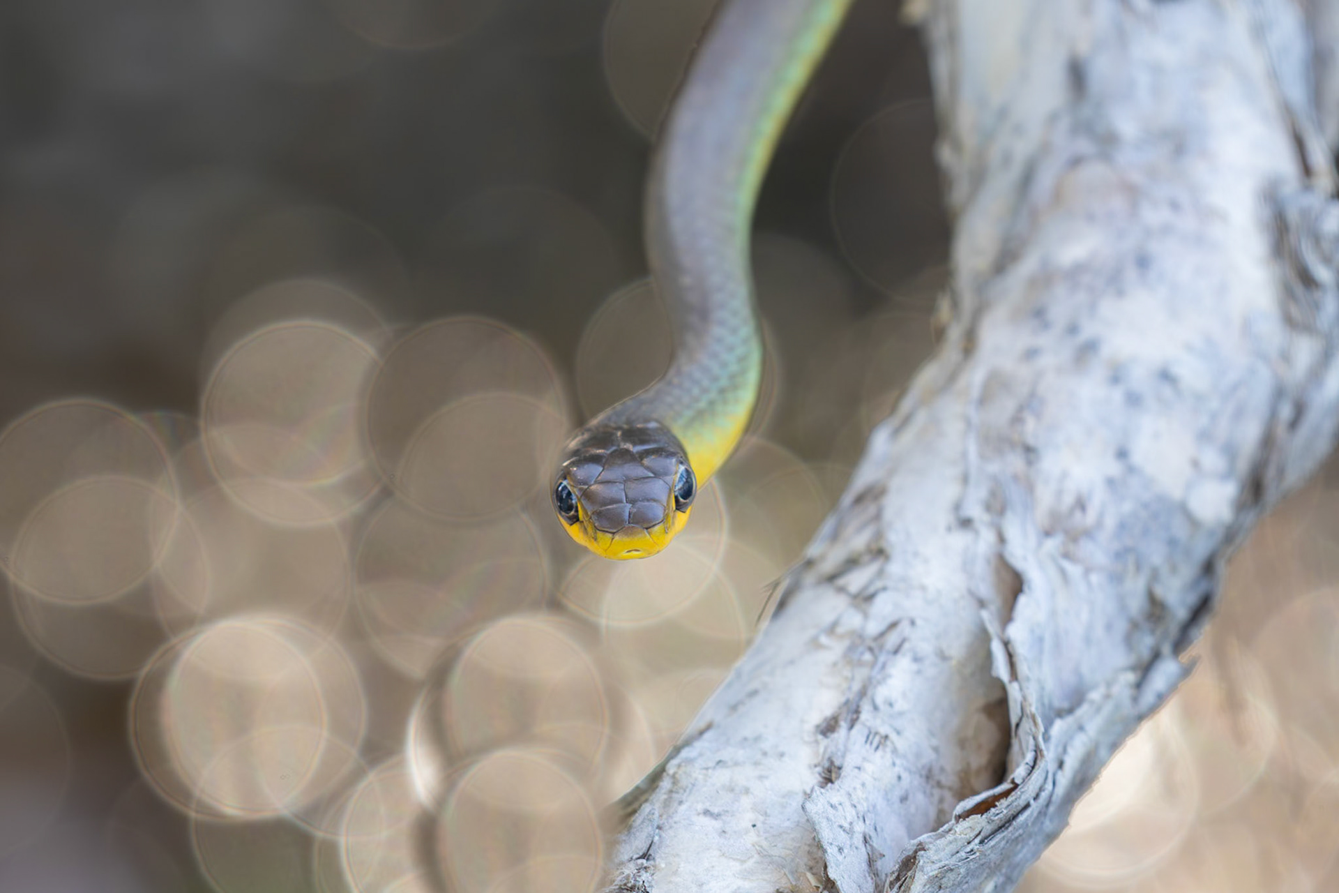 Green Tree Snake