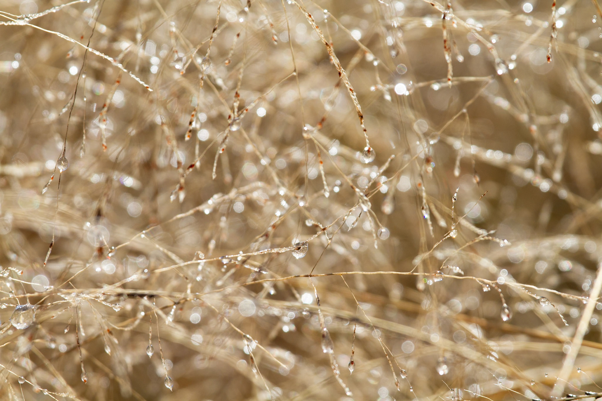 Golden Dew