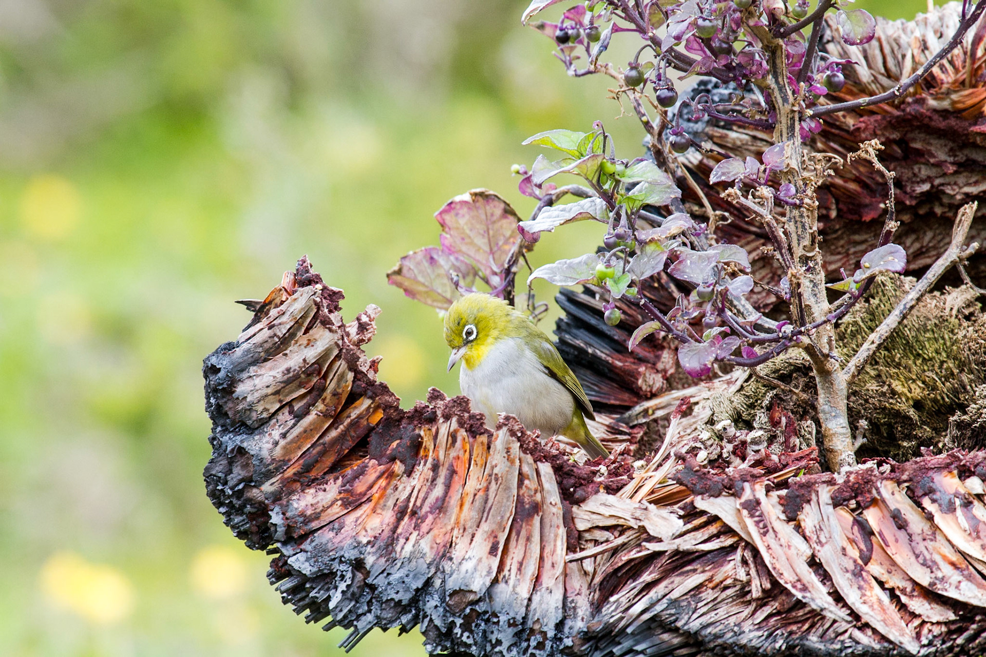 Silver Eye - Margaret River WA