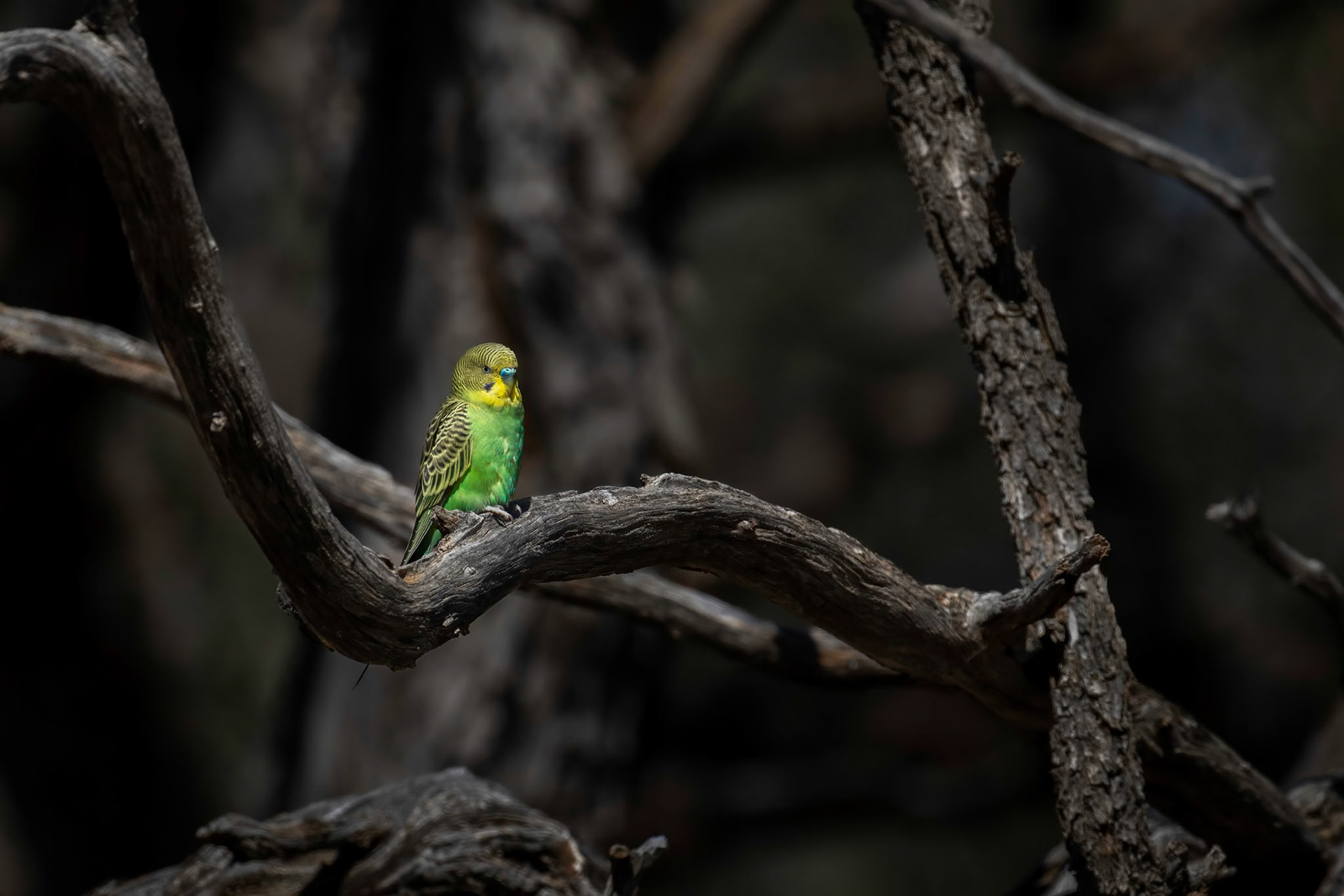 Budgie in the Gloomy Trees