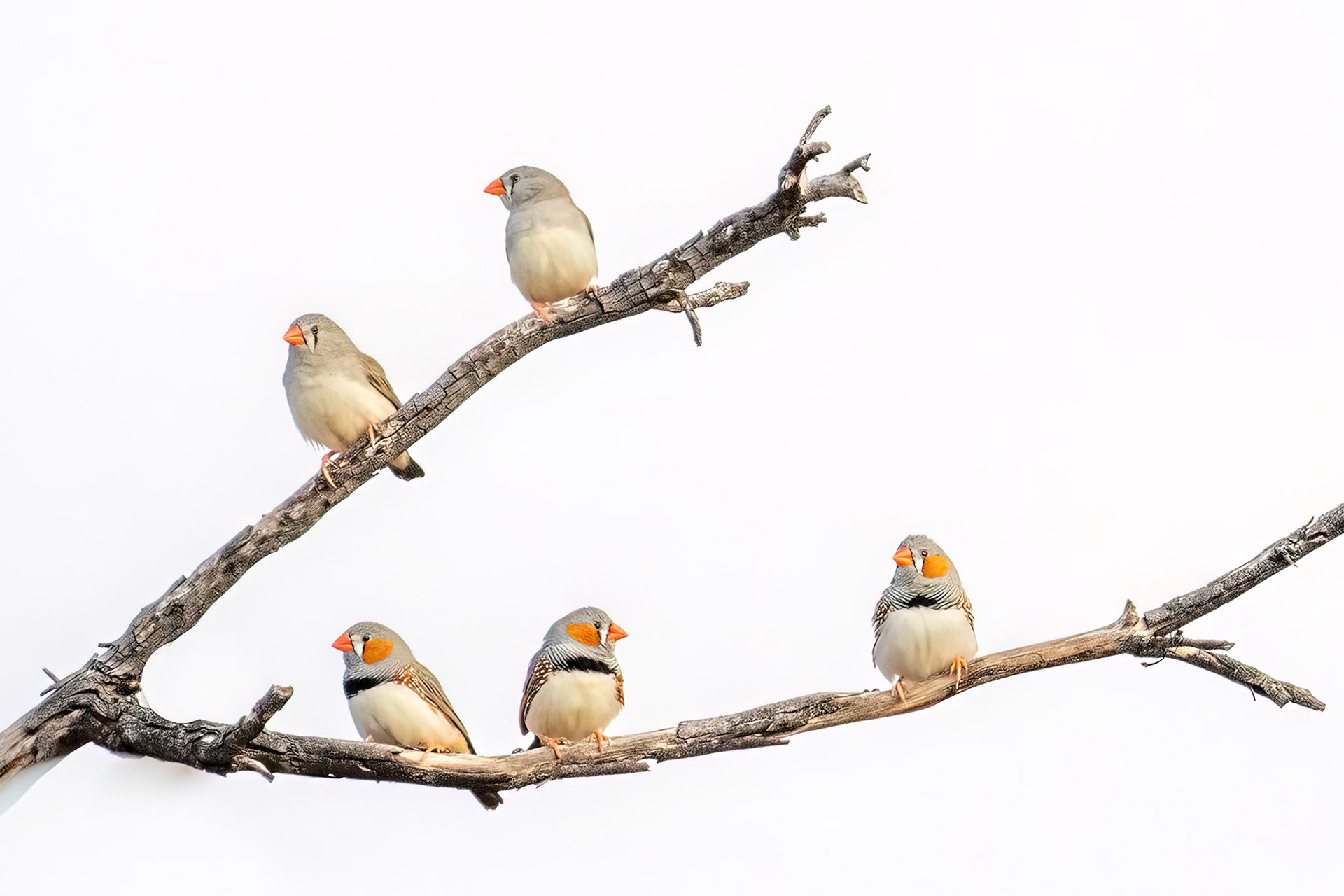 Zebra Finches