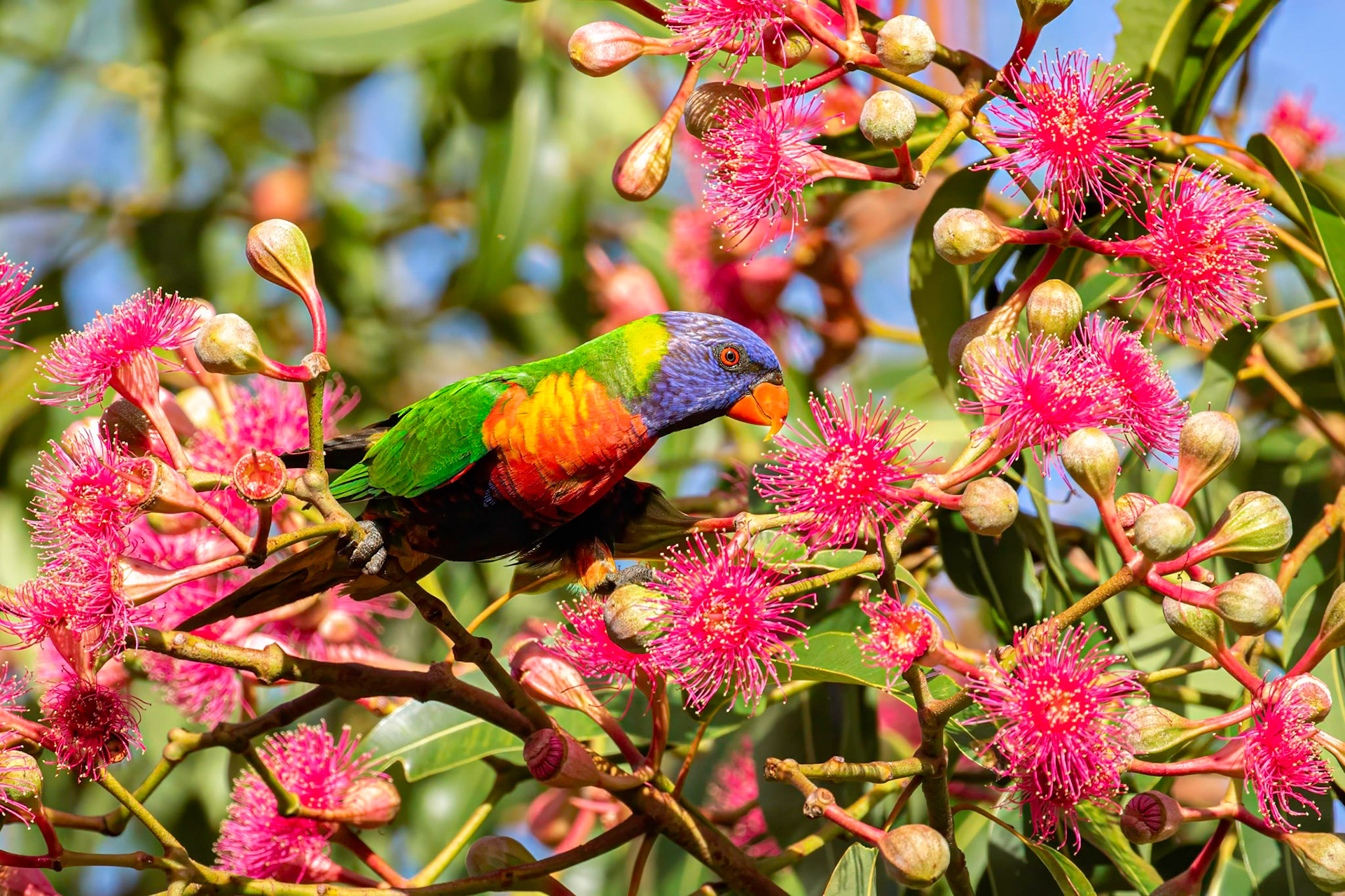 Rainbow Lorikeet in Blossoms