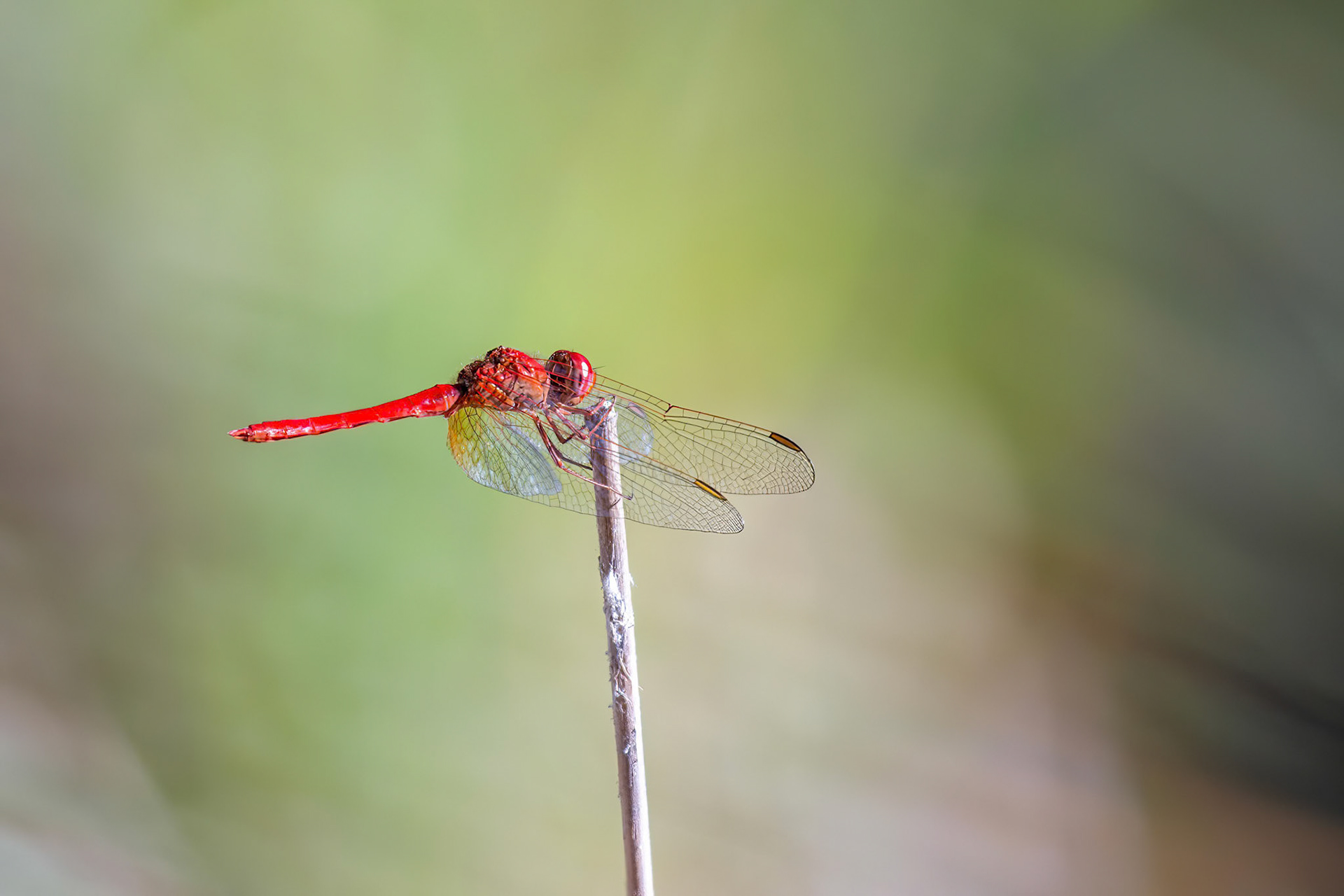 A dragonfly looks like its hanging on for dear life in the wind.